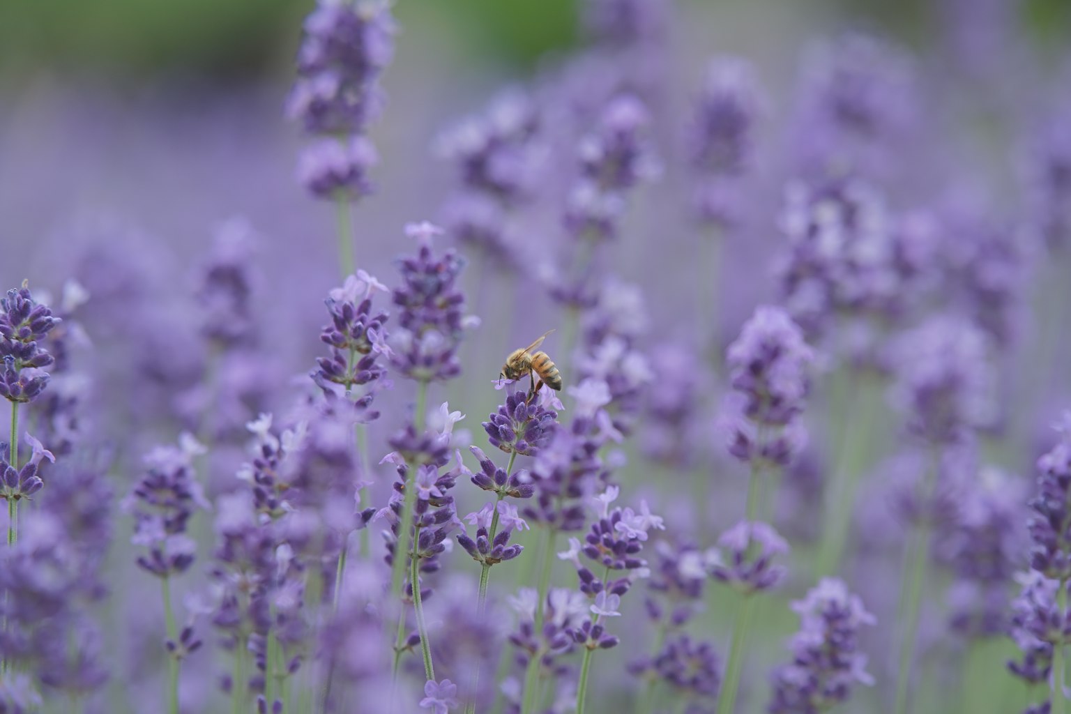 紫色のラベンダーの花の中にいる蜂