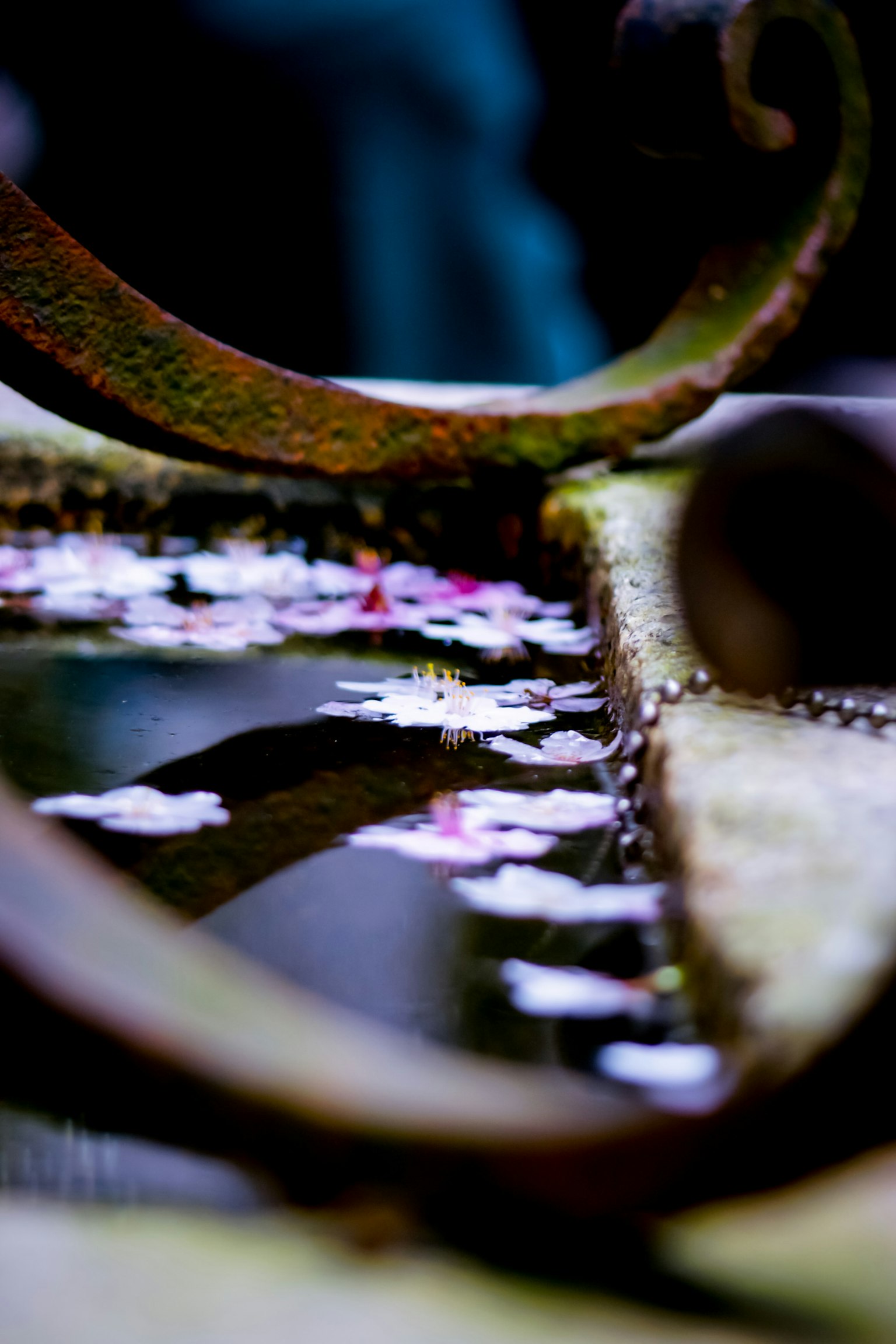 A close-up of flower petals floating on water with an ornate metal design