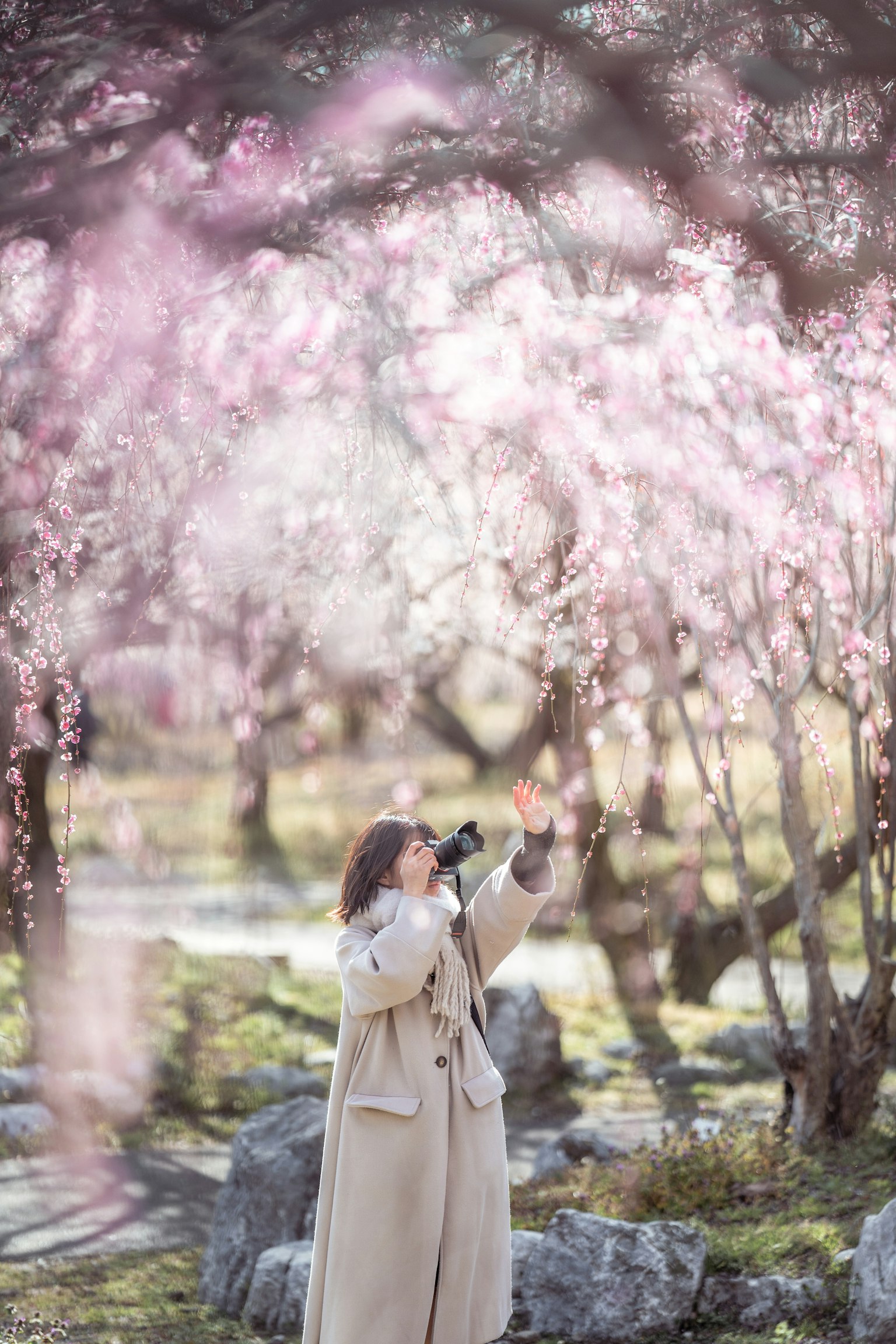 A woman holding a camera among blooming cherry blossoms