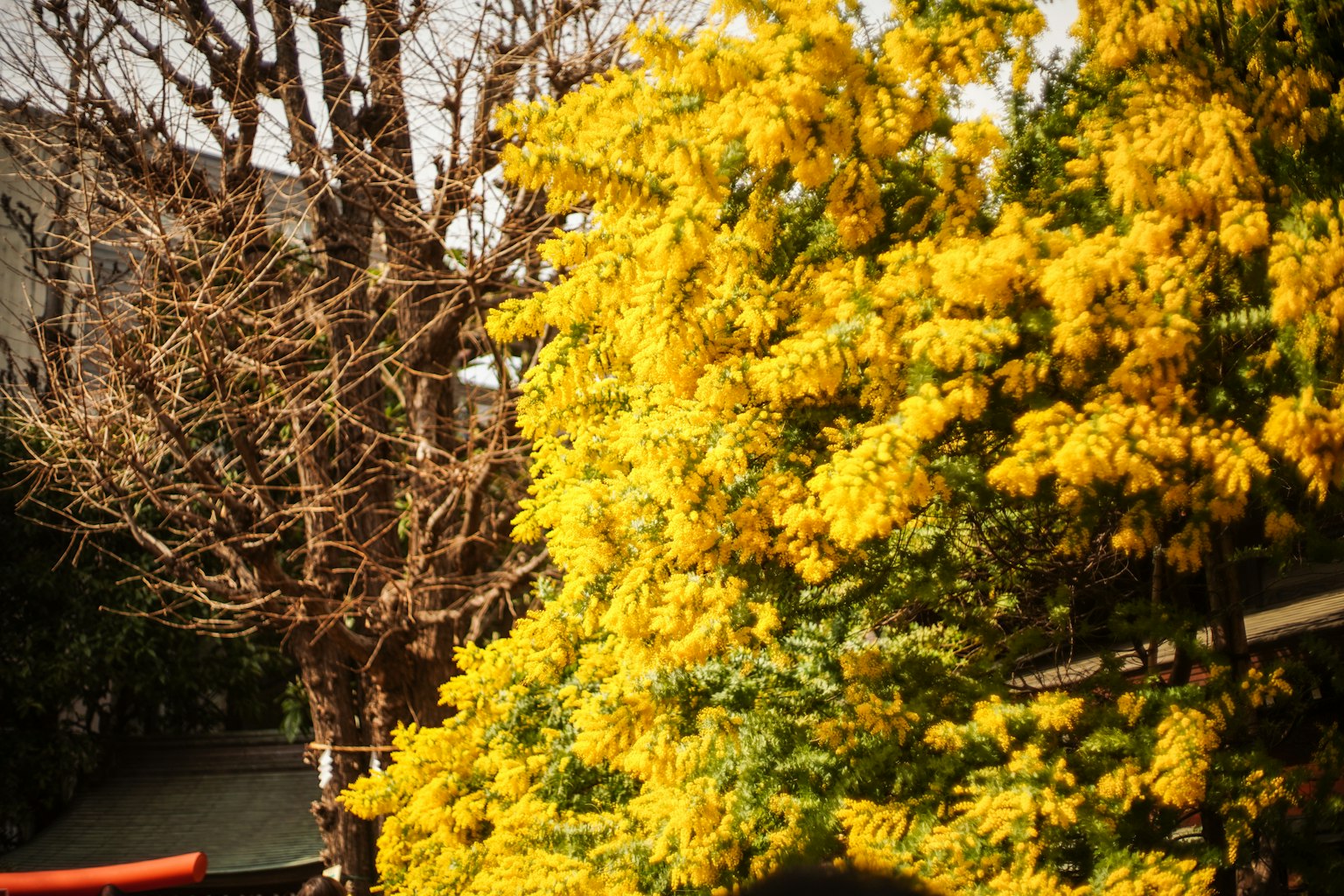 A landscape featuring a tree with bright yellow flowers alongside a bare tree