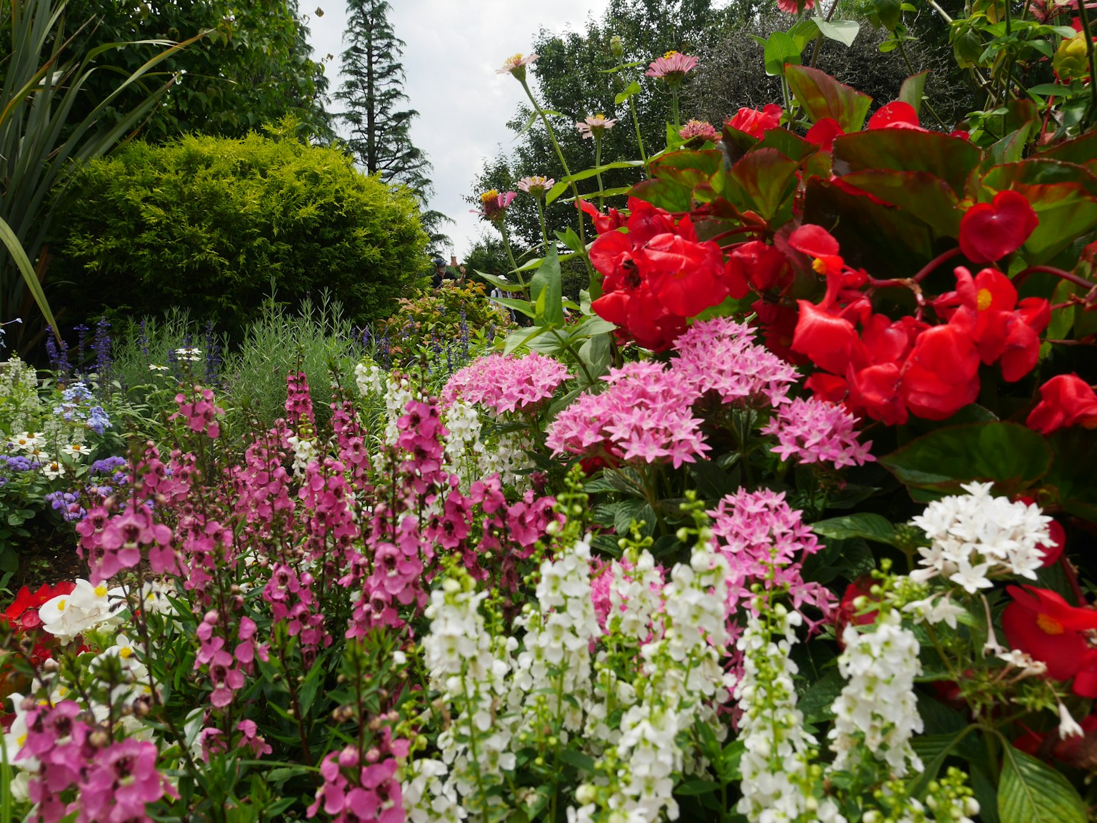 色彩繽紛的花卉盛開的花園場景