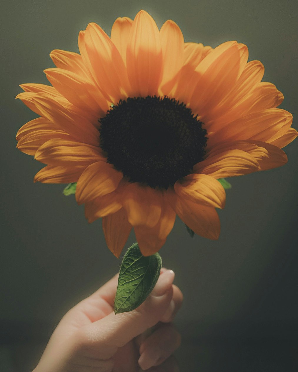 ずっしり重みのある向日葵の花束を手に持つ