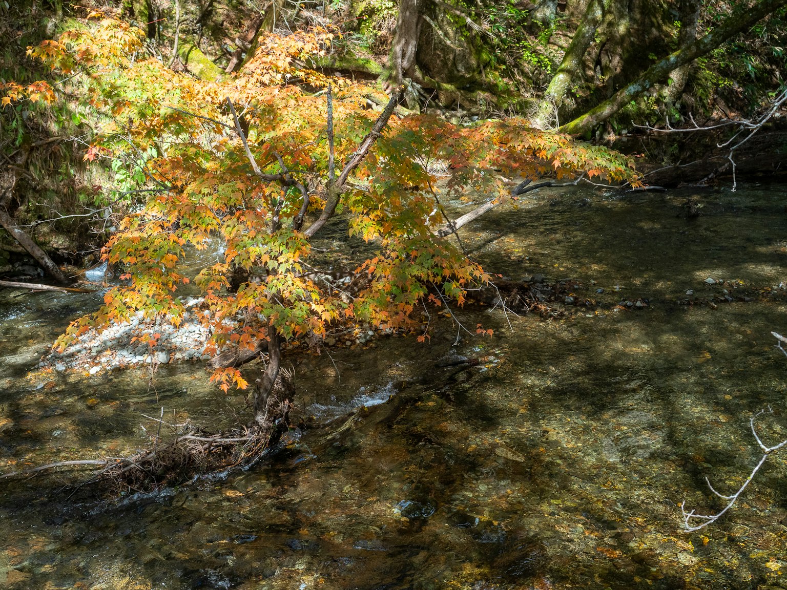 Branch with orange leaves near a stream