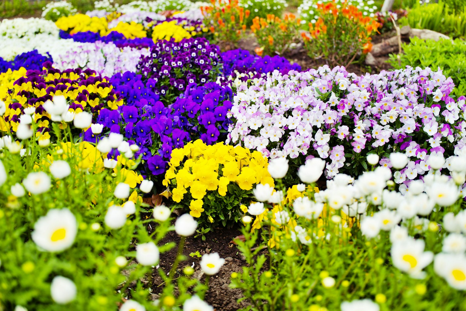 Jardin de fleurs vibrant avec des fleurs violettes, jaunes, blanches et orange