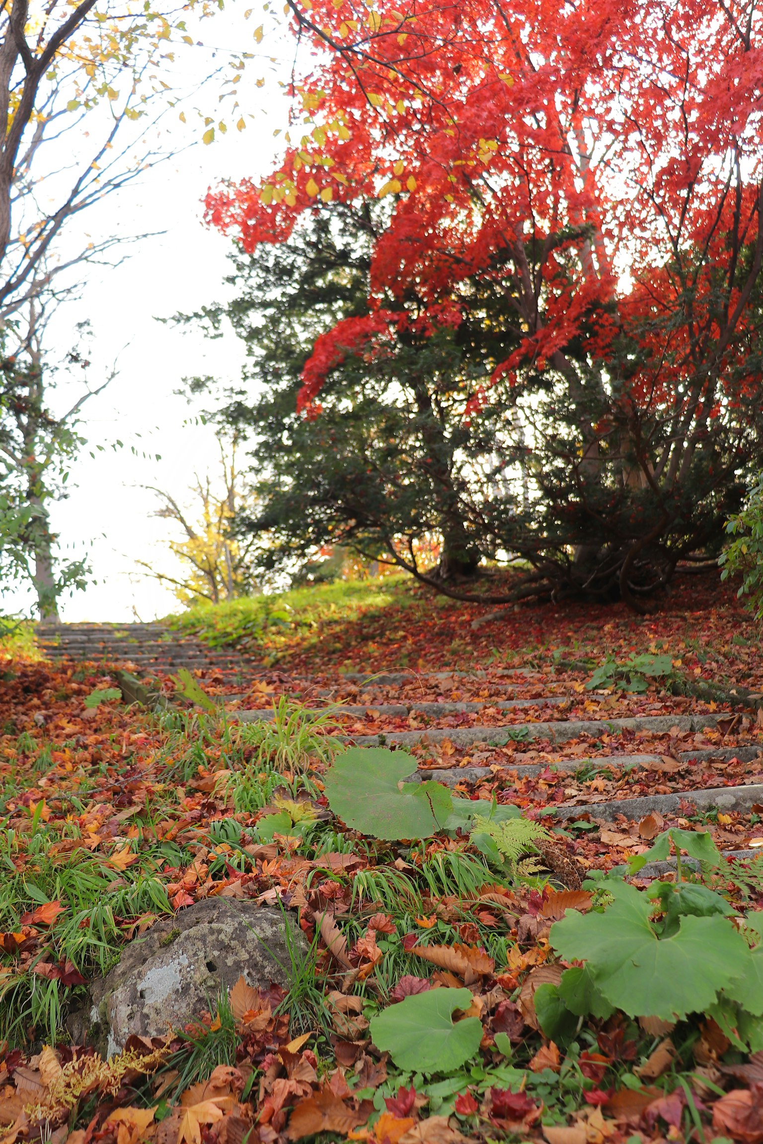 Sentier pittoresque orné de feuilles d'automne vibrantes