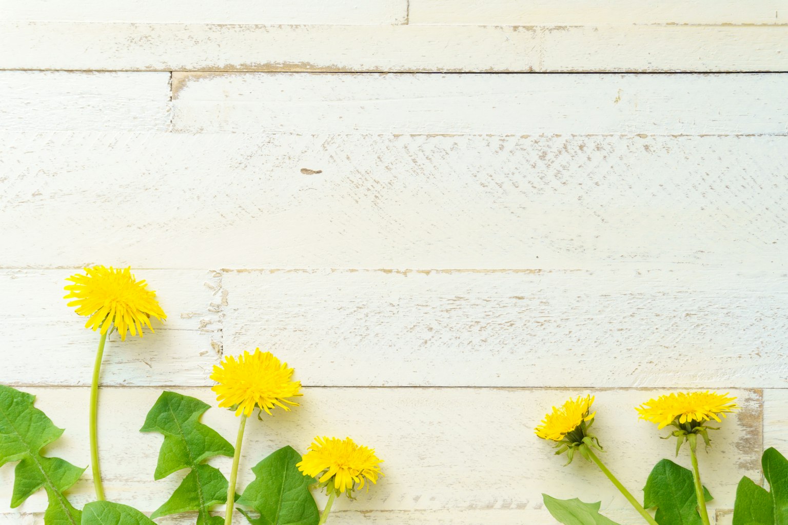 Fiori di dente di leone gialli che fioriscono lungo un muro di legno bianco
