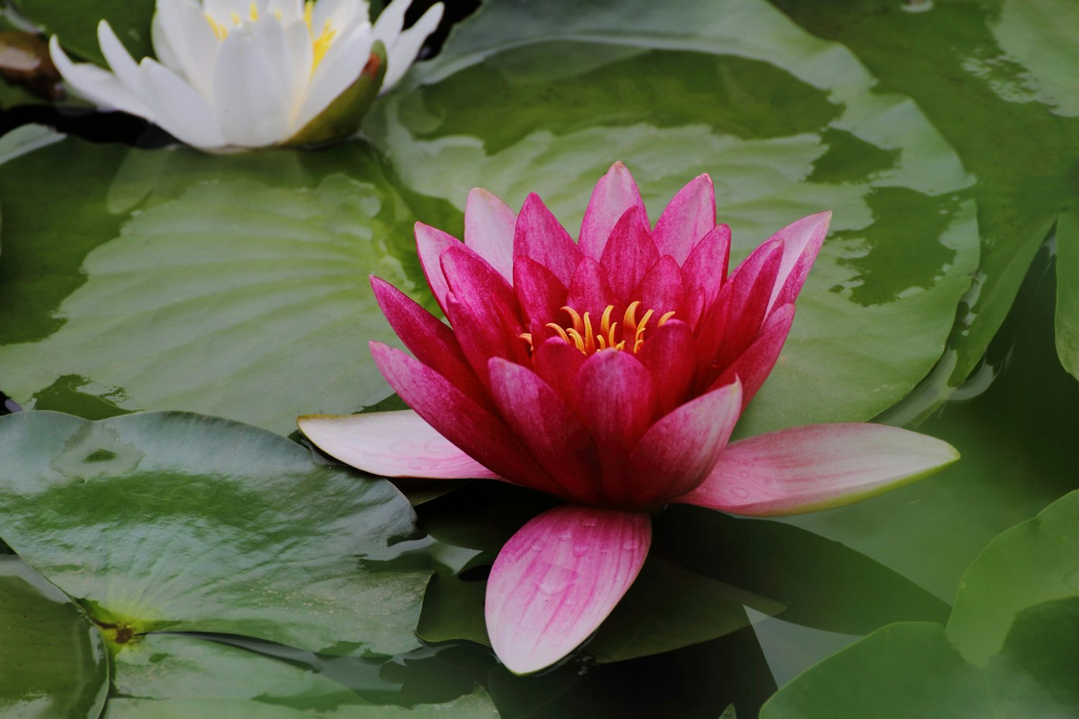 Un beau nénuphar rose flottant à la surface de l'eau