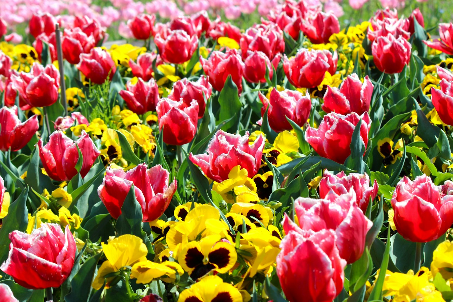 Campo de flores de tulipanes y pensamientos coloridos