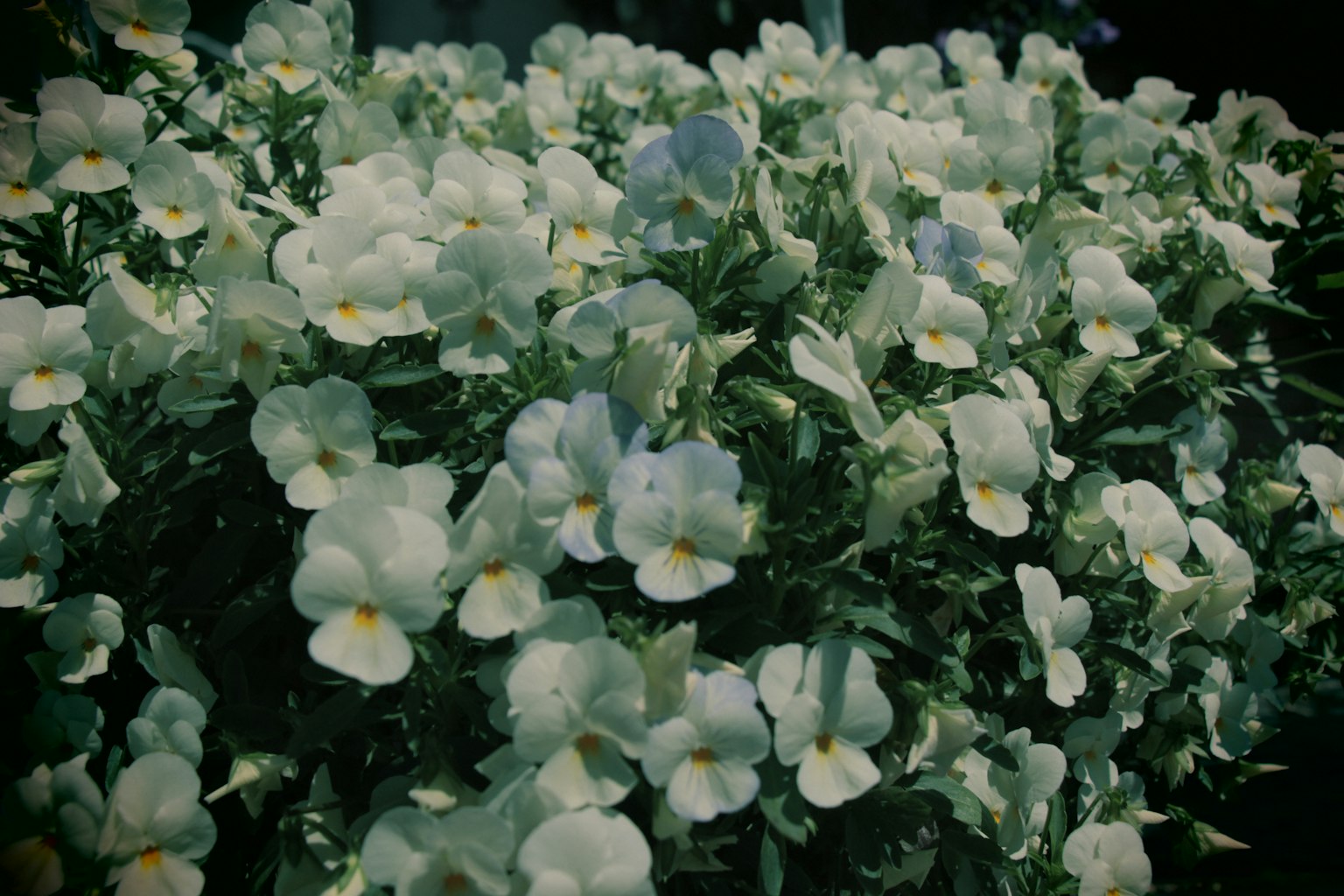 ดอกพานซี่สีน้ำเงินอ่อนใกล้ชิดท่ามกลางใบเขียว