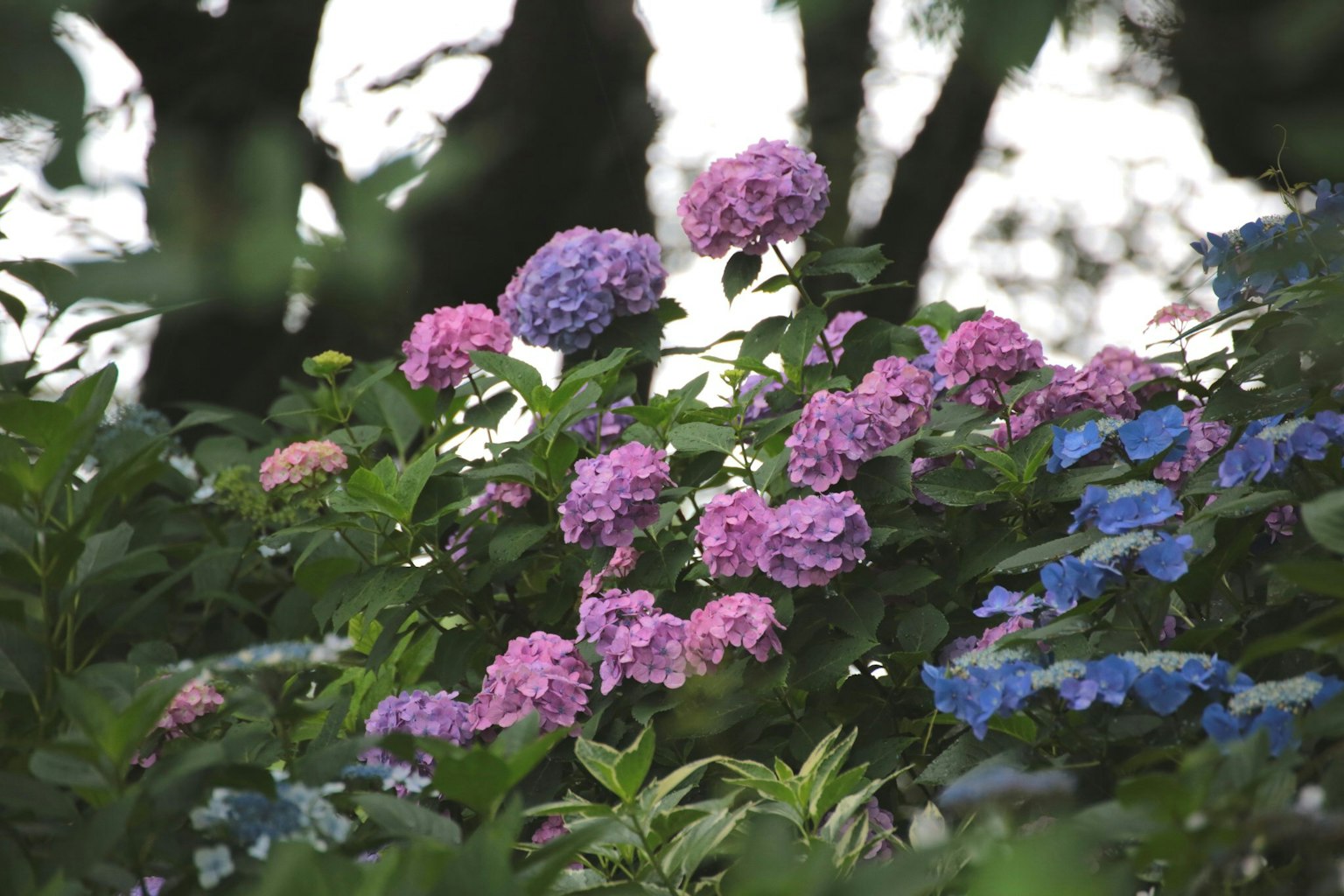 Una vivace esposizione di ortensie in tonalità di rosa e blu