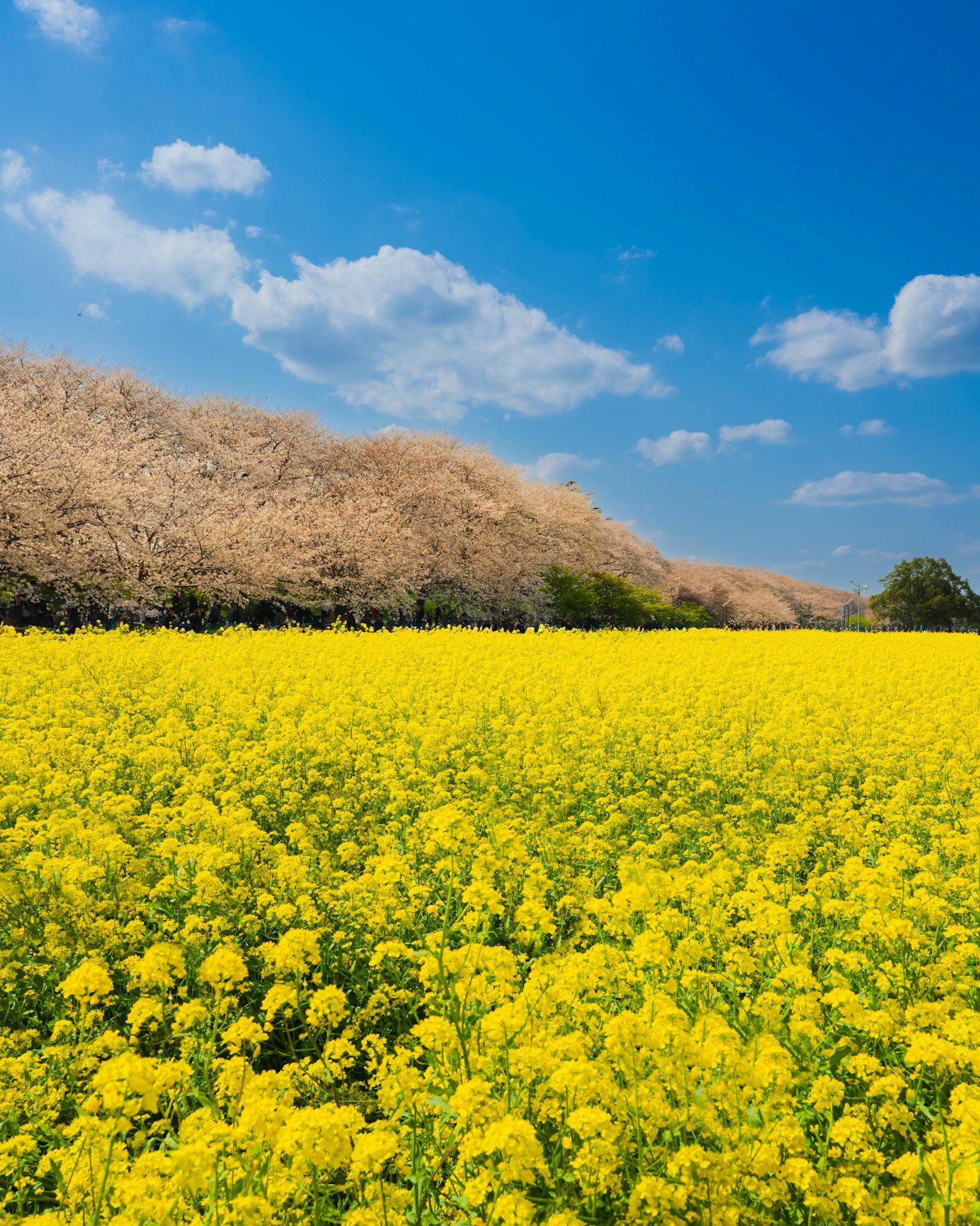 ทุ่งดอกคาโนลาสีเหลืองสดใสใต้ท้องฟ้าสีฟ้ากับเมฆสีขาวและเนินเขา
