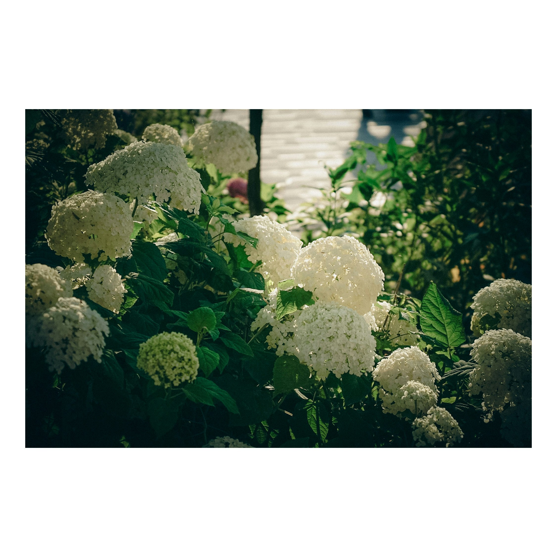 白いアジサイの花が咲く庭の植栽