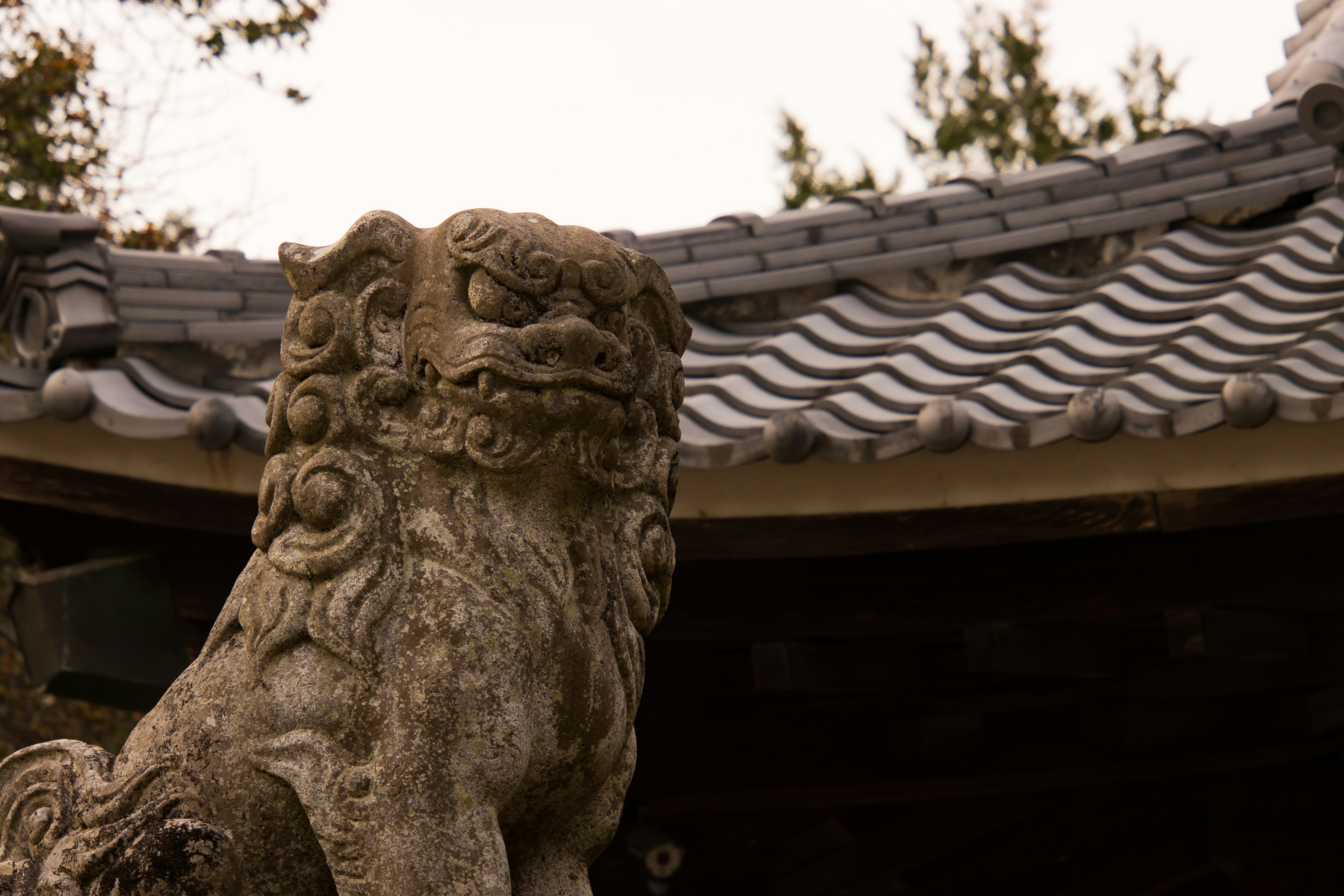 神社屋頂瓦與狛犬的神社境內