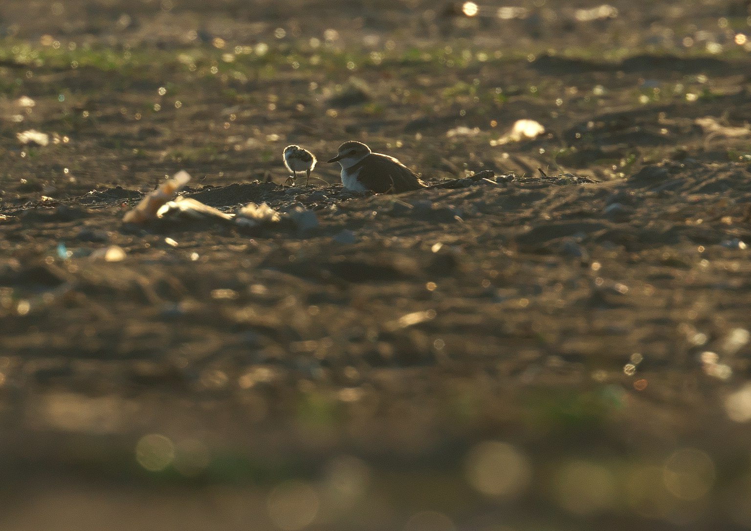 砂浜にいる鳥が背景にごみが散乱している