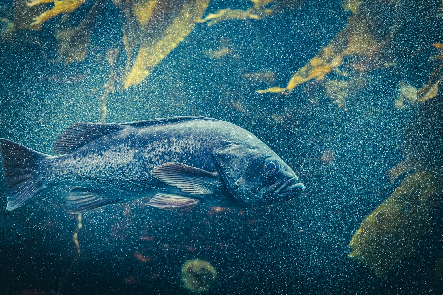A fish swimming among underwater plants in a blue-toned environment