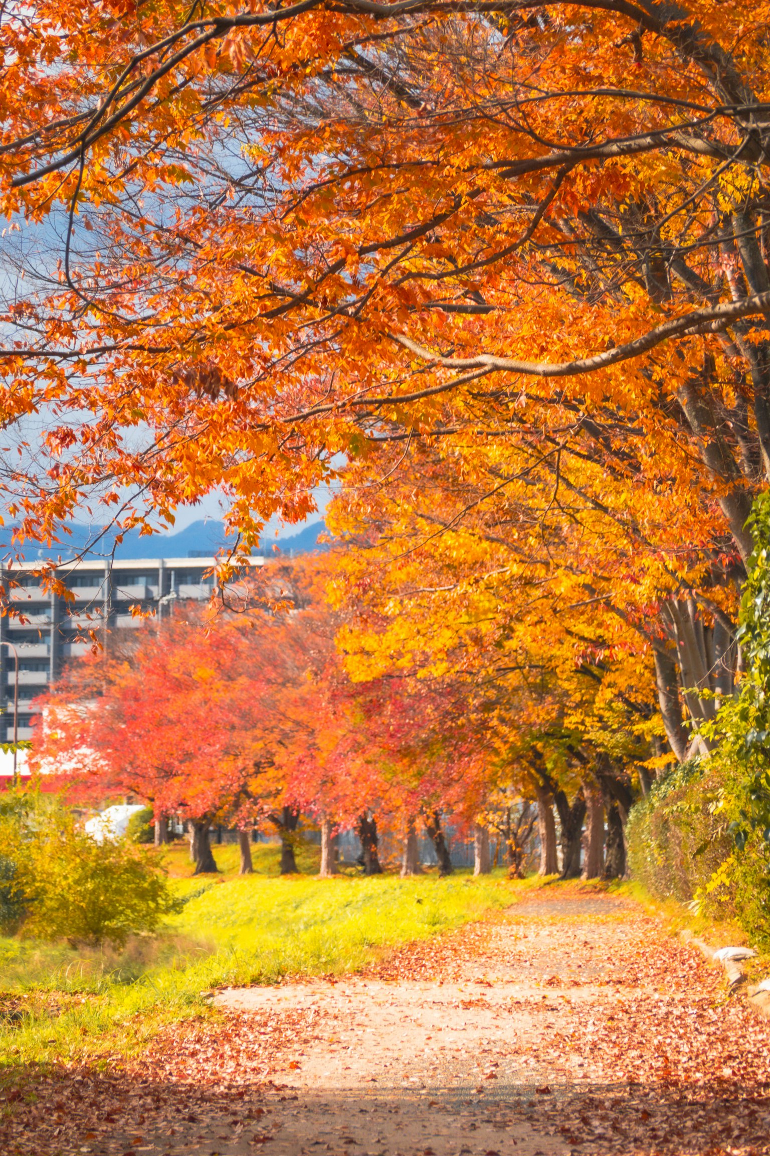 Feuilles d'automne vibrantes bordant un chemin avec des bâtiments en arrière-plan