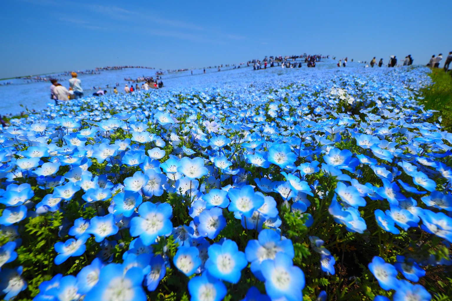 ทิวทัศน์ที่สวยงามกับทุ่งดอกไม้สีน้ำเงินและผู้คนเดินอยู่
