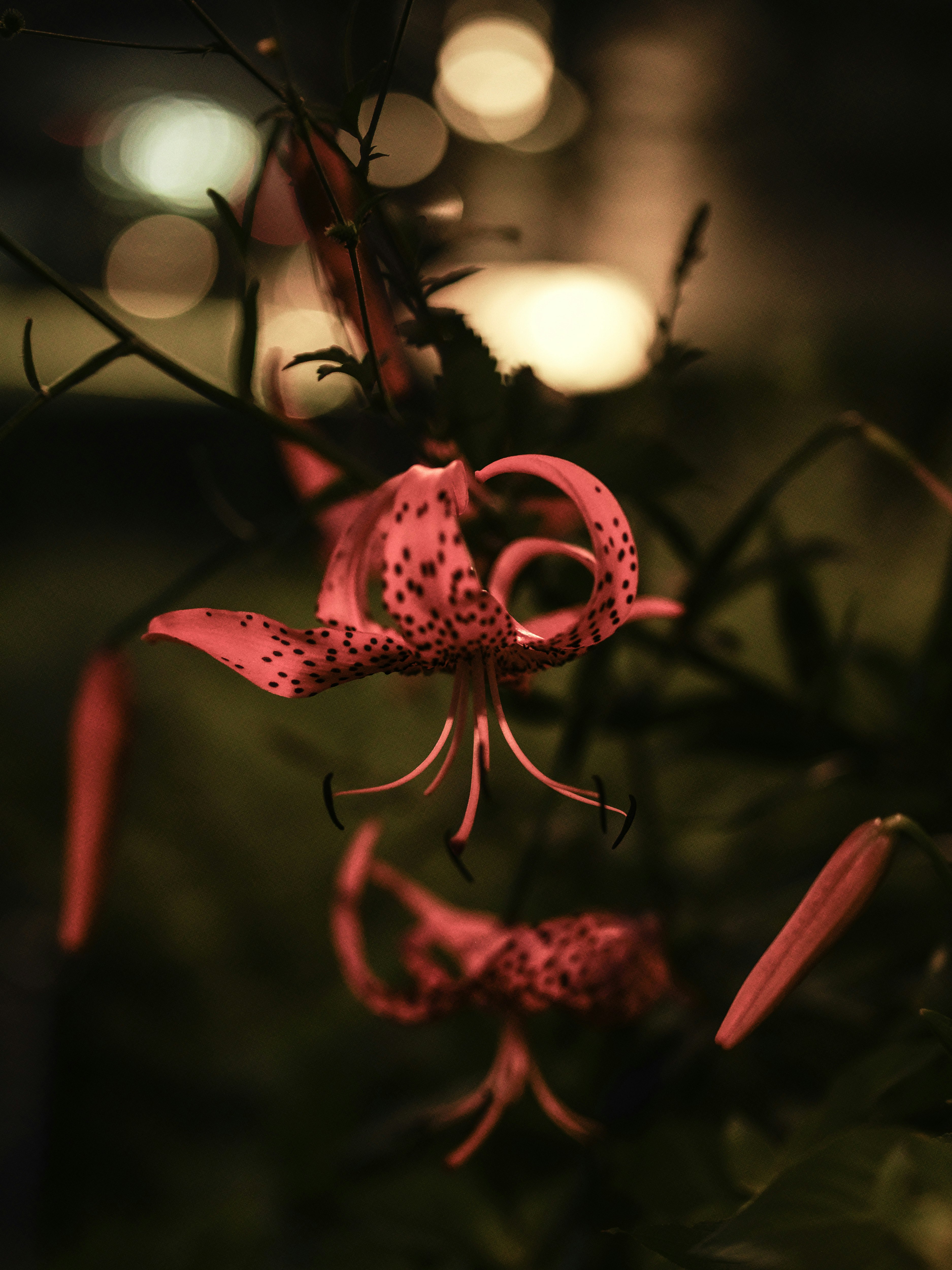 夜の薄暗い背景に浮かぶピンクのユリの花