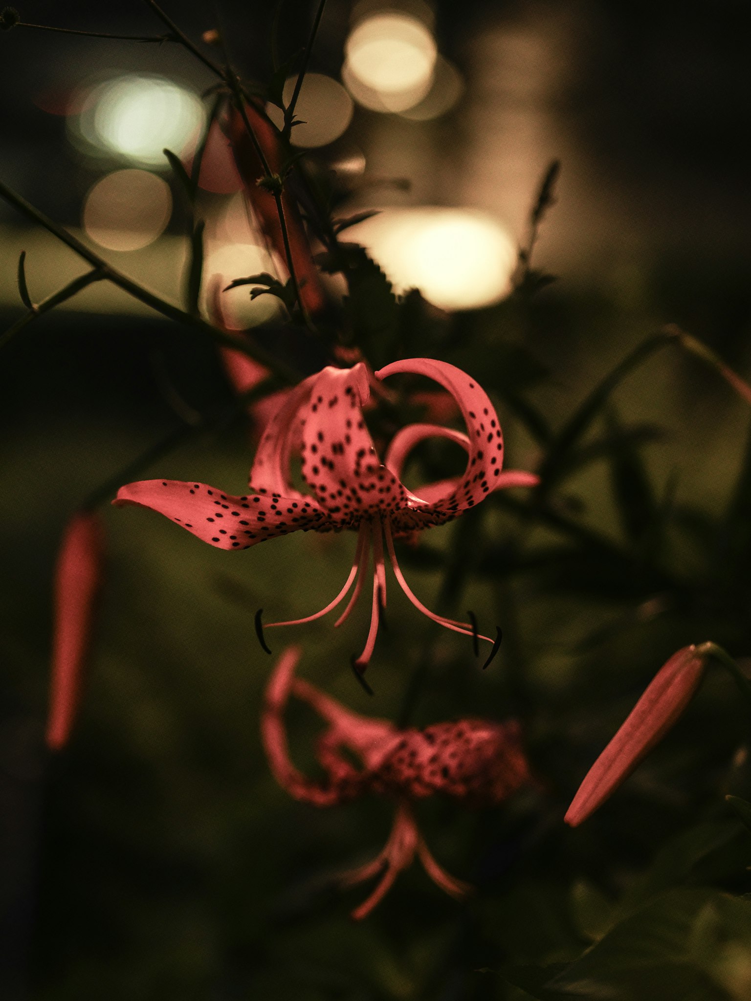 Hermosas flores de lirio rosa destacan sobre un fondo oscuro