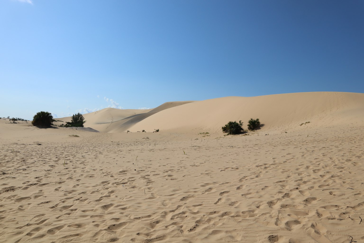 広大な砂丘と青い空の風景 緑の植物が散在する砂漠