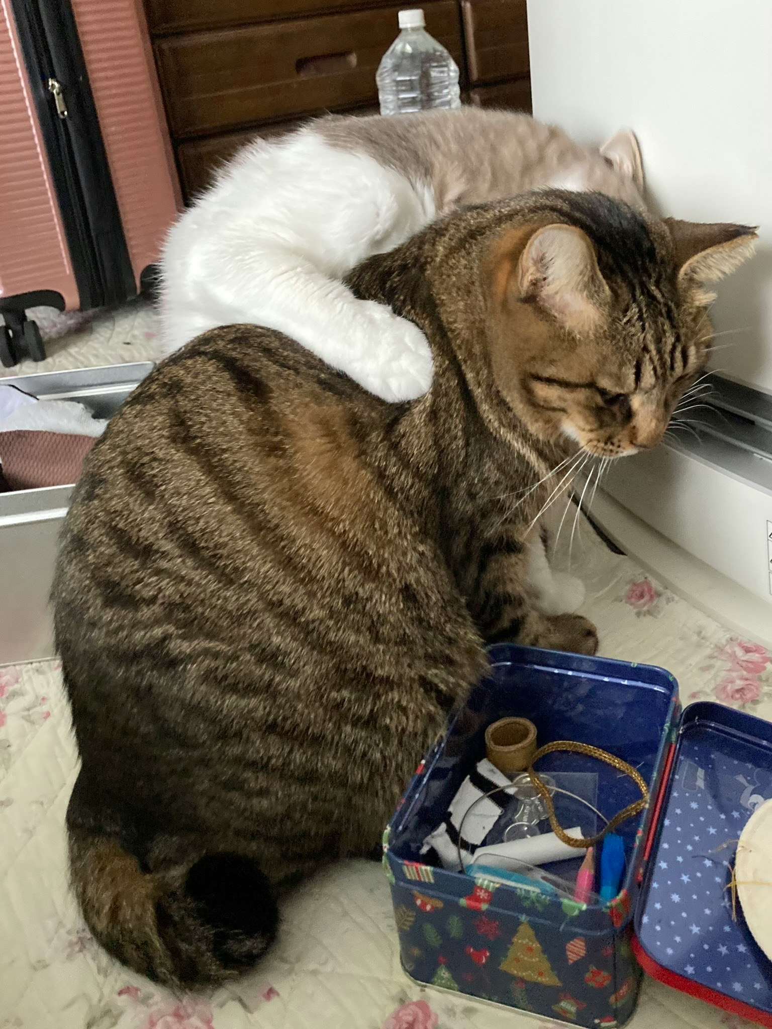 Due gatti che si abbracciano con un gatto tigrato e un gatto bianco soffice visibili