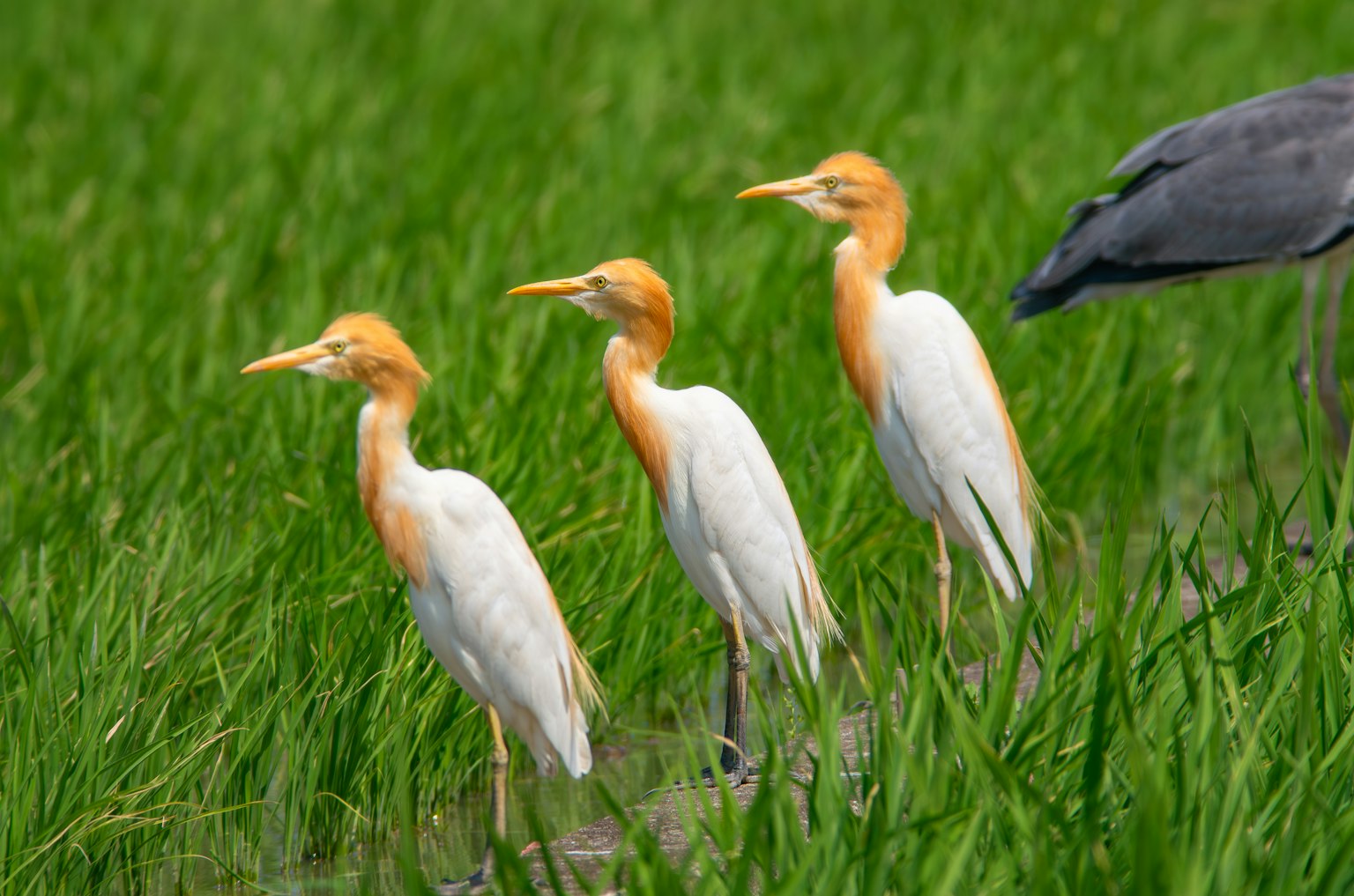 Un grupo de aves blancas con cabezas naranjas de pie en campos de arroz verdes