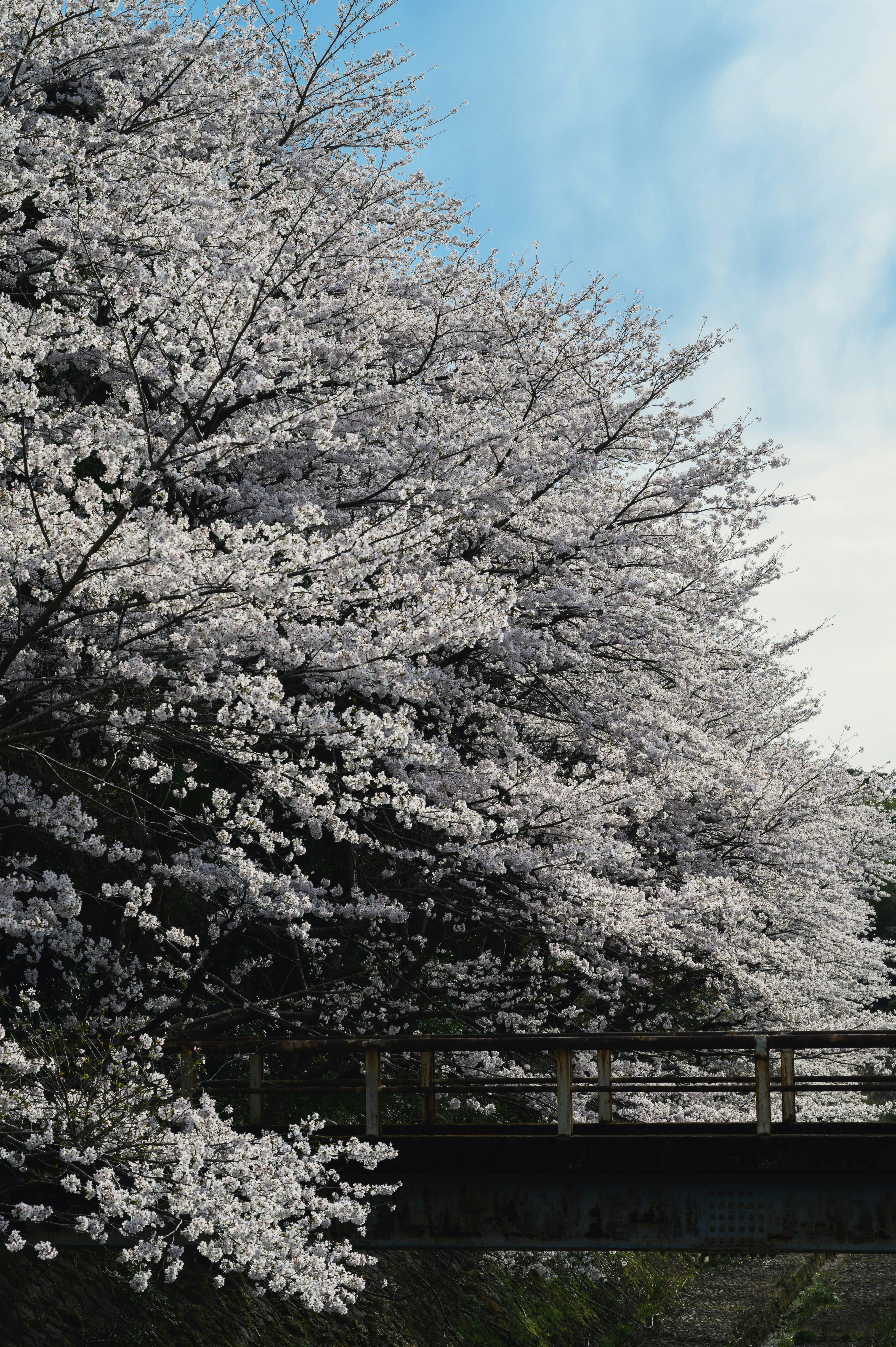桜並木と青空の下の木々の枝ぶり