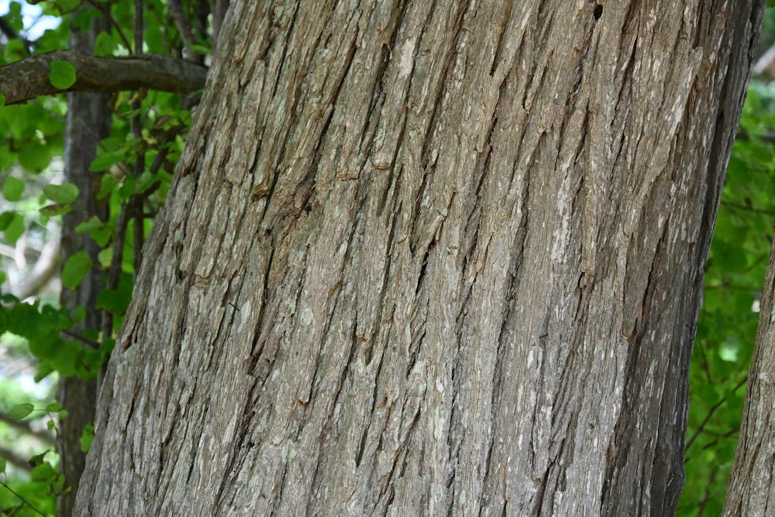 Texture dettagliata di un tronco d'albero con sfondo di foglie verdi