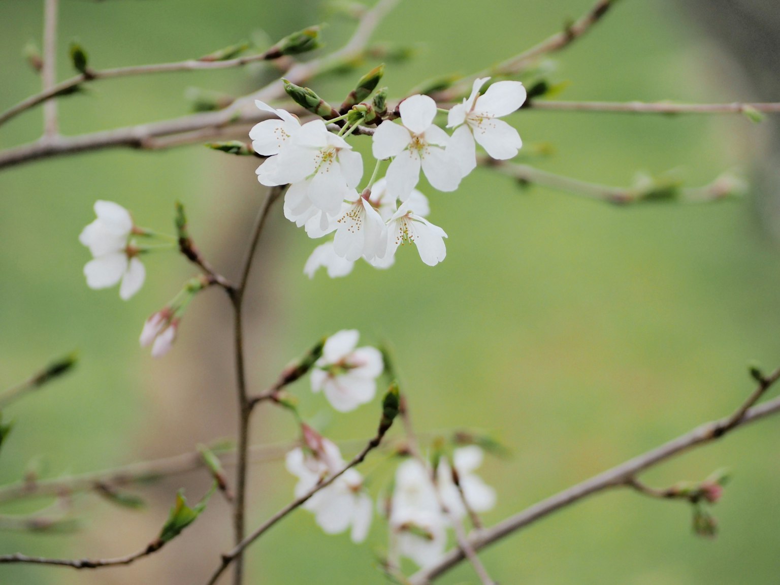 Gros plan de fleurs de cerisier blanches sur une branche avec un arrière-plan vert