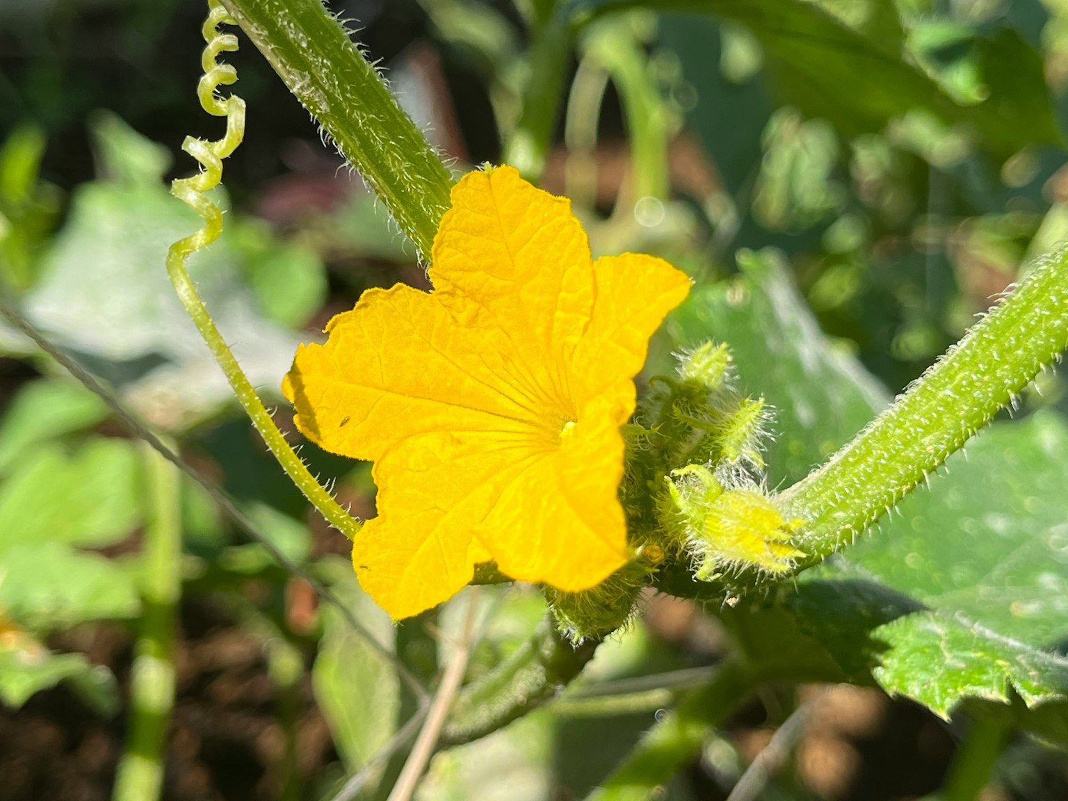 綠色葉子間綻放的黃色黃瓜花