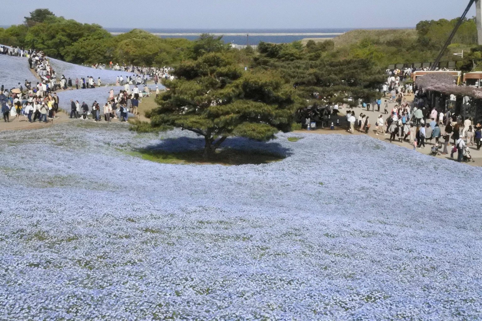 Une scène de parc avec des gens rassemblés autour d'un champ de fleurs bleues