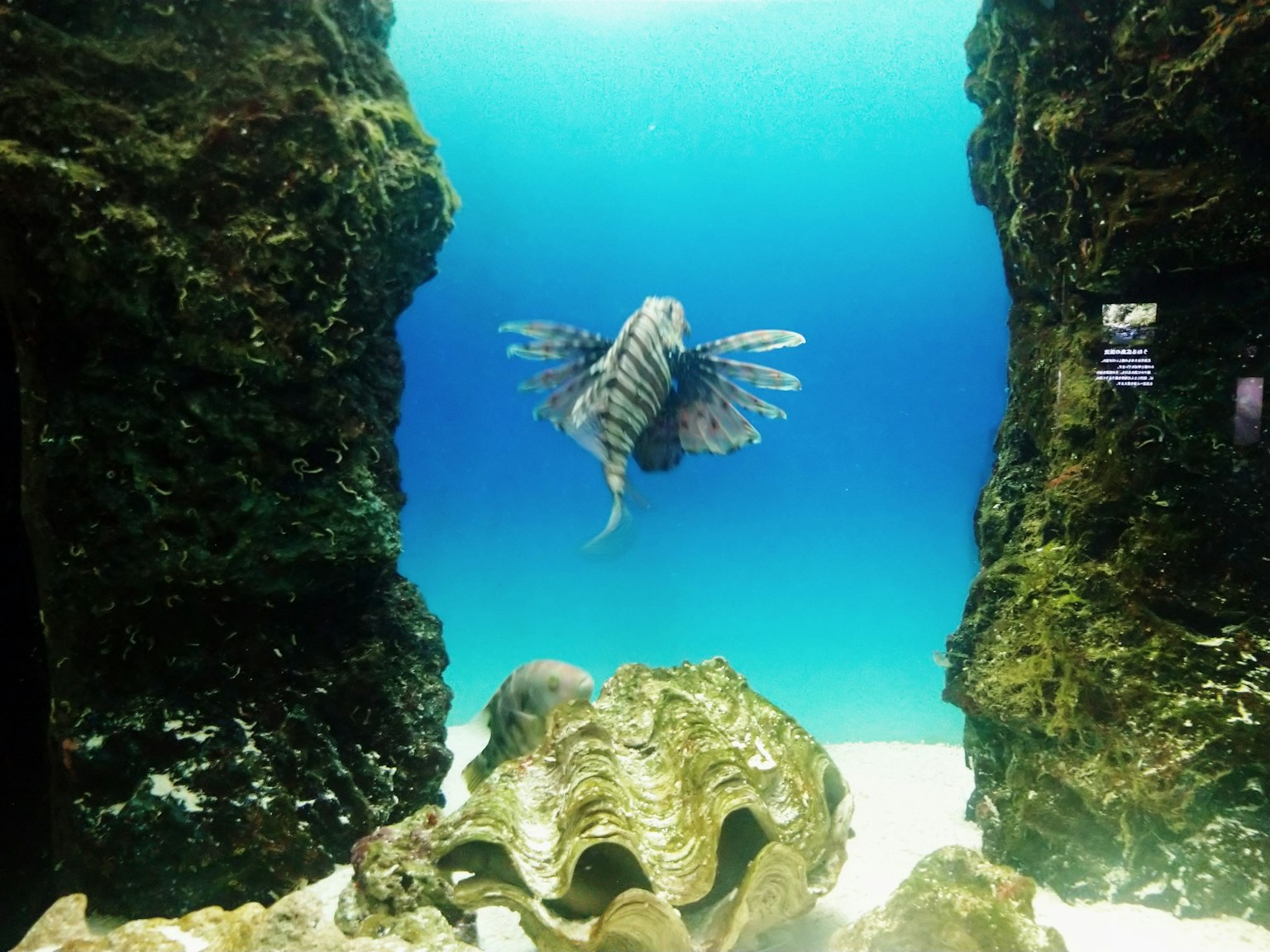 一幅美丽的水族馆图像，捕捉到狮子鱼在清澈蓝色水中游泳