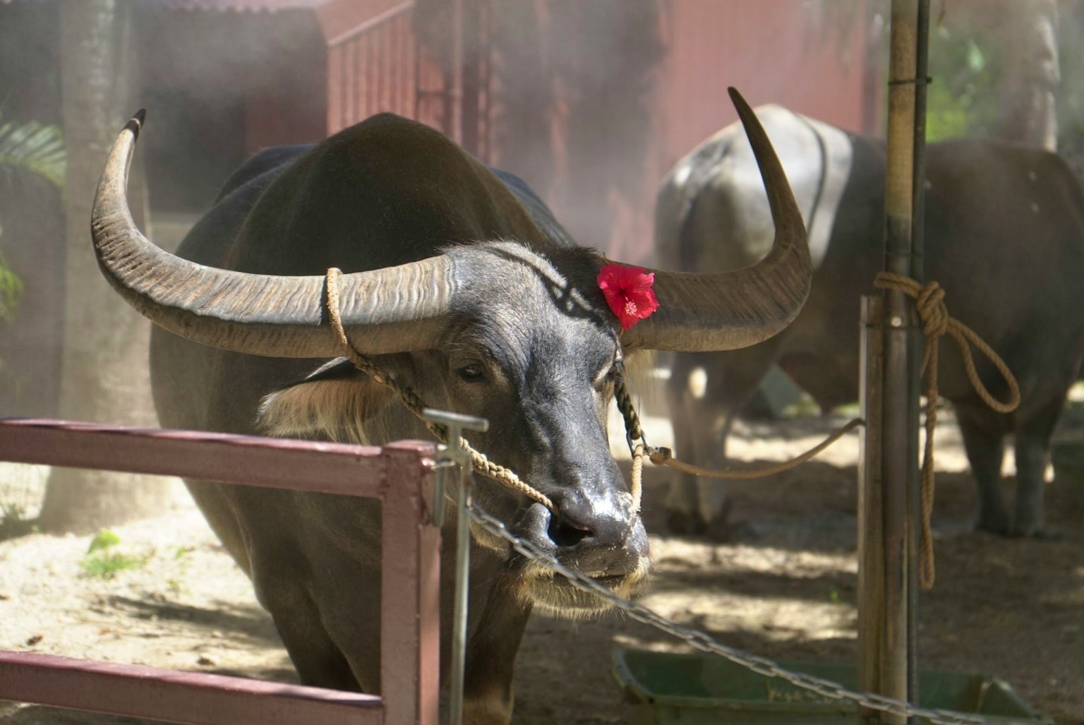 Un buffle d'eau avec un ruban rouge se tient près d'une clôture