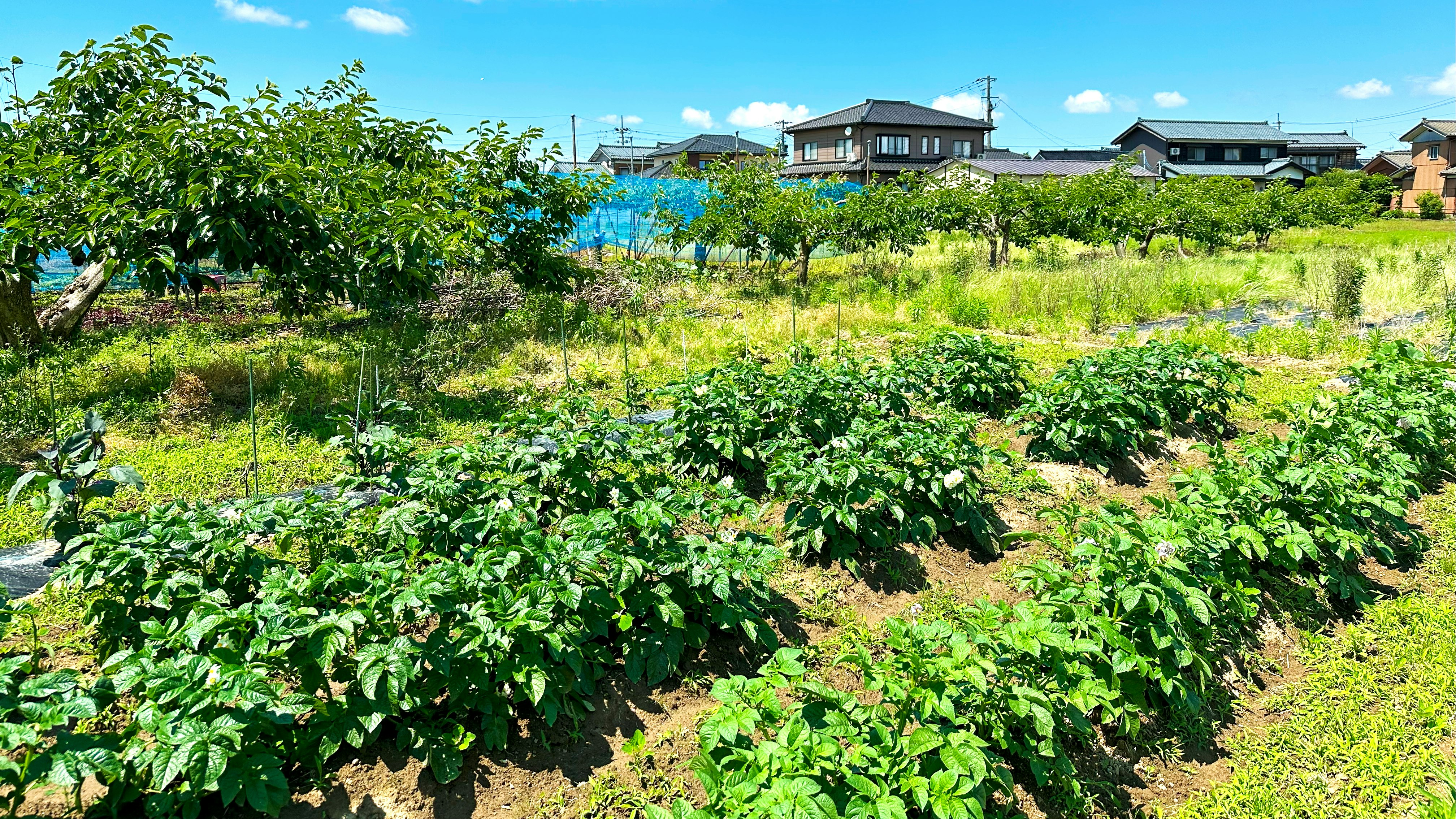 畑の緑の作物と住宅が見える田園風景