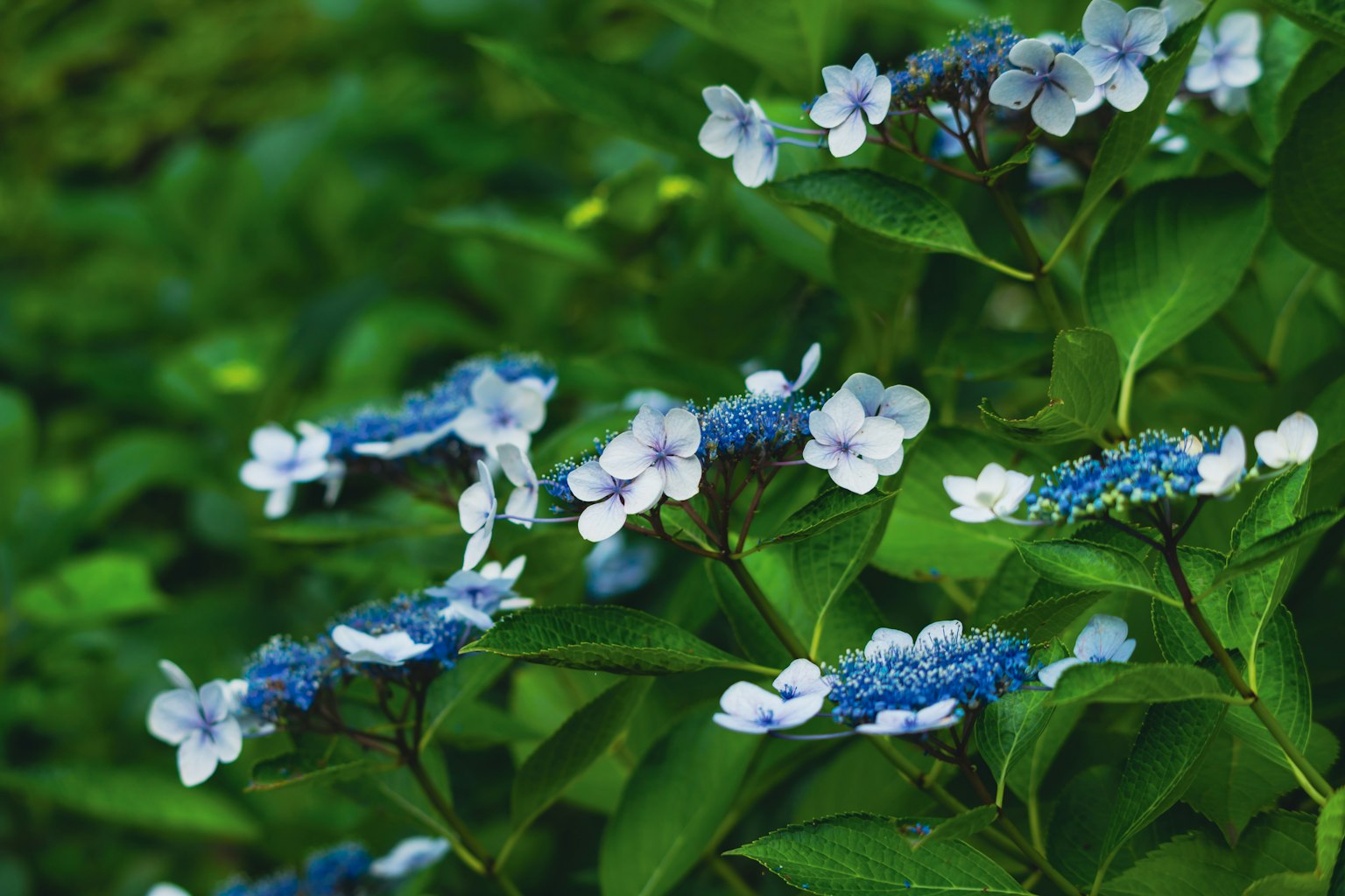 绣球花植物，蓝白花朵被绿色叶子环绕