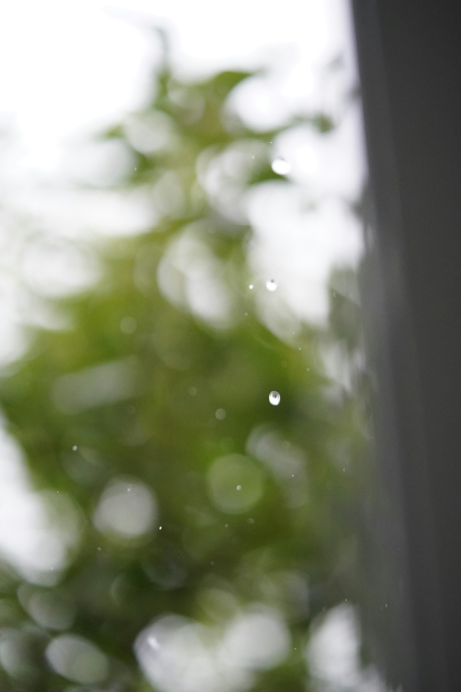 雨滴落在模糊的綠色背景上