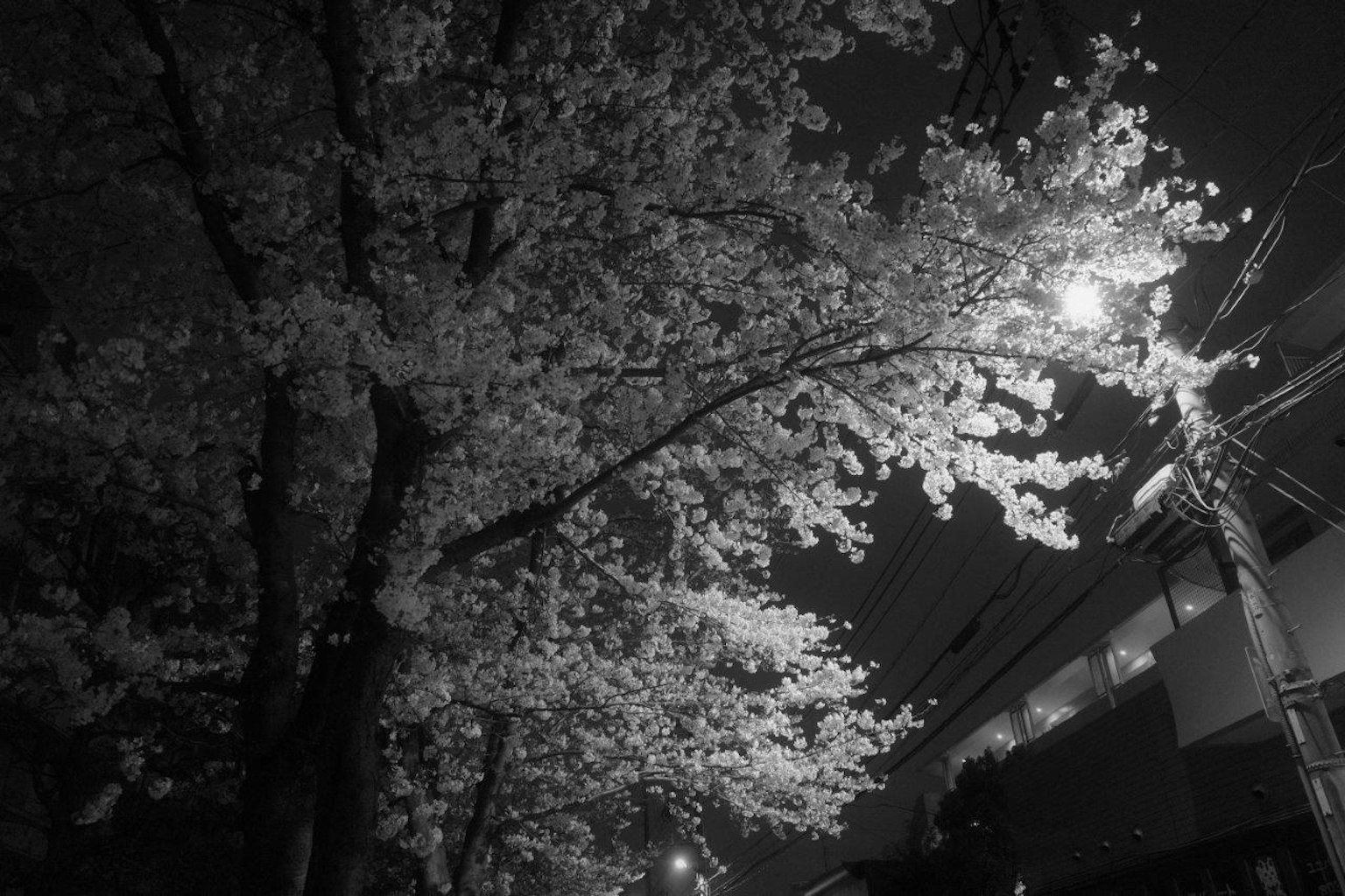 Kontrast zwischen Kirschbaum und Straßenlaterne bei Nacht