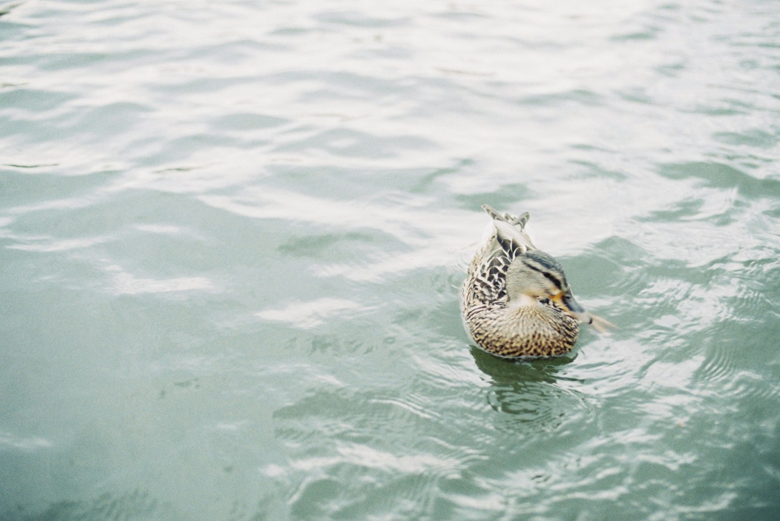 Eine Ente, die auf einer ruhigen Wasseroberfläche schwimmt