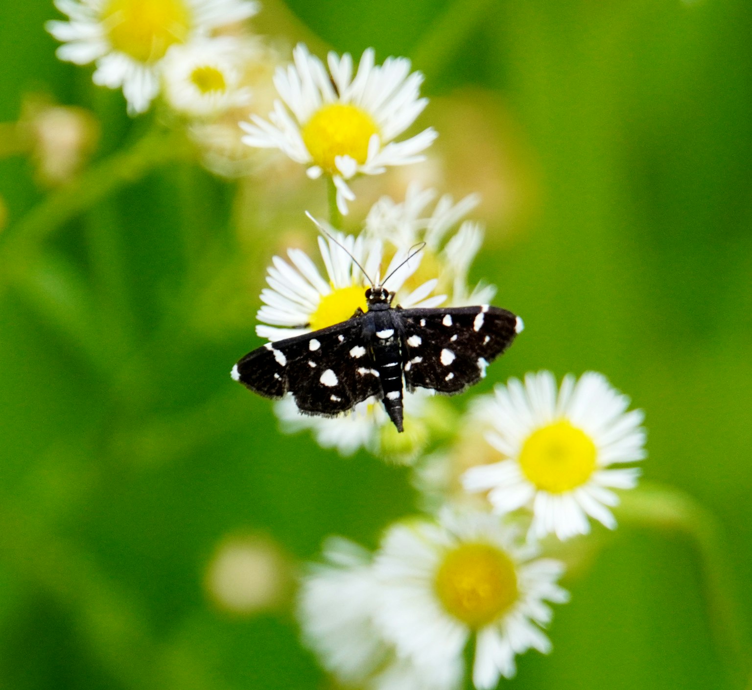 A butterfly with black and white spots resting on white flowers with a green background
