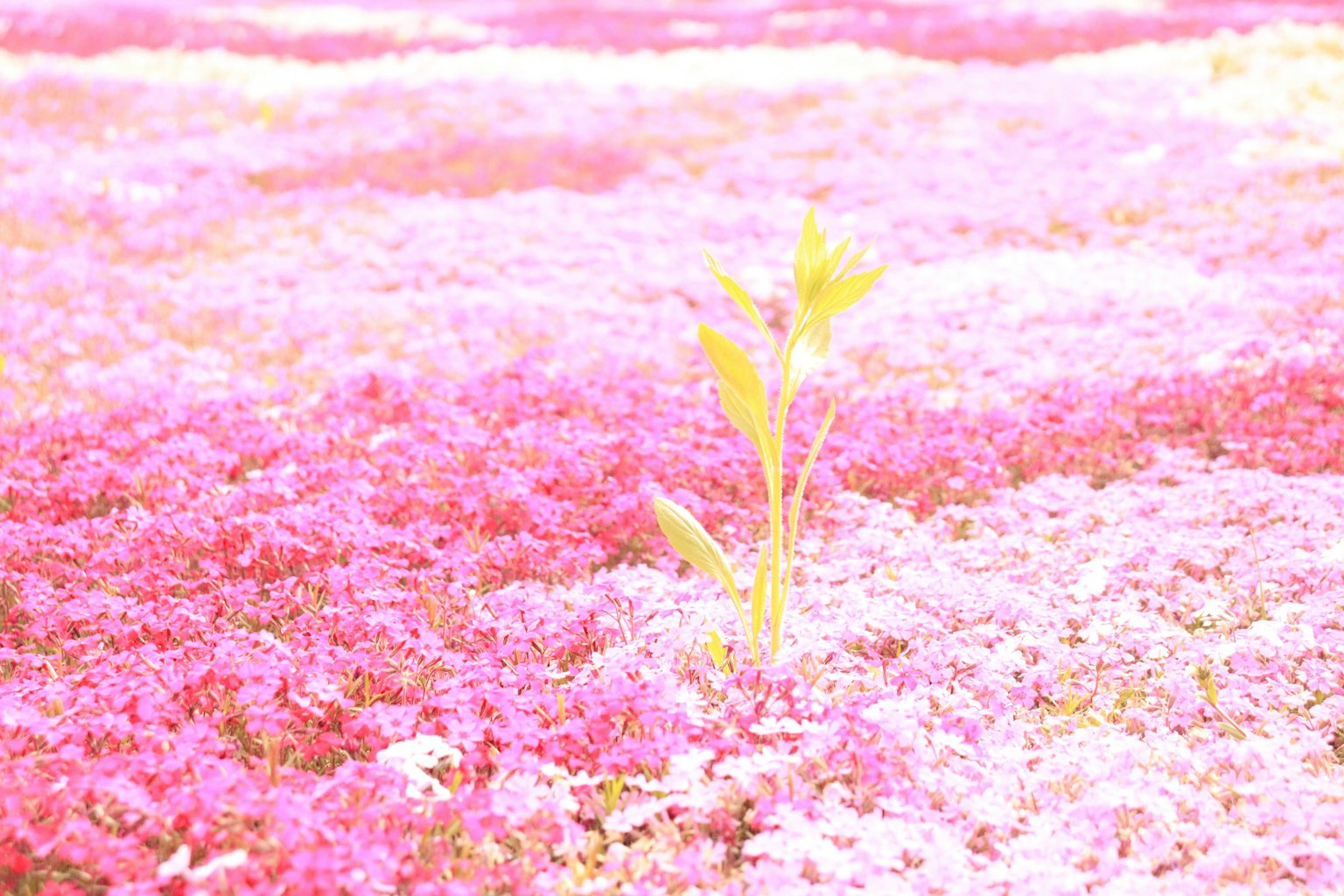 一片鮮豔的粉紅花田中，一株綠色嫩芽突顯而出