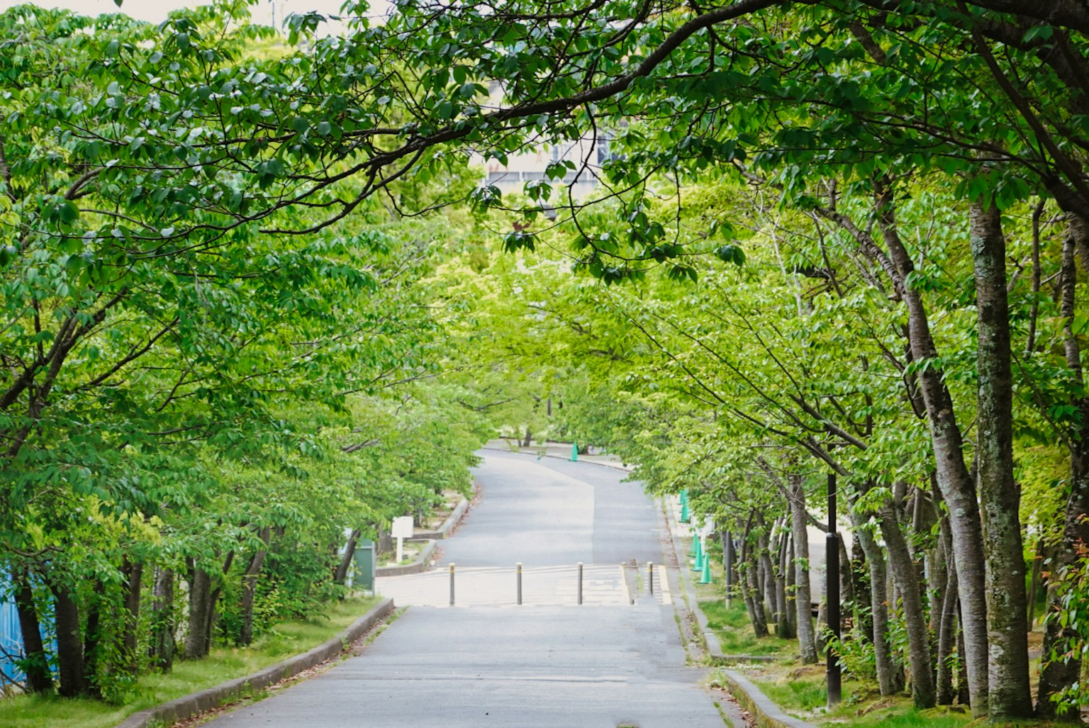 Una strada tranquilla circondata da alberi verdi lussureggianti