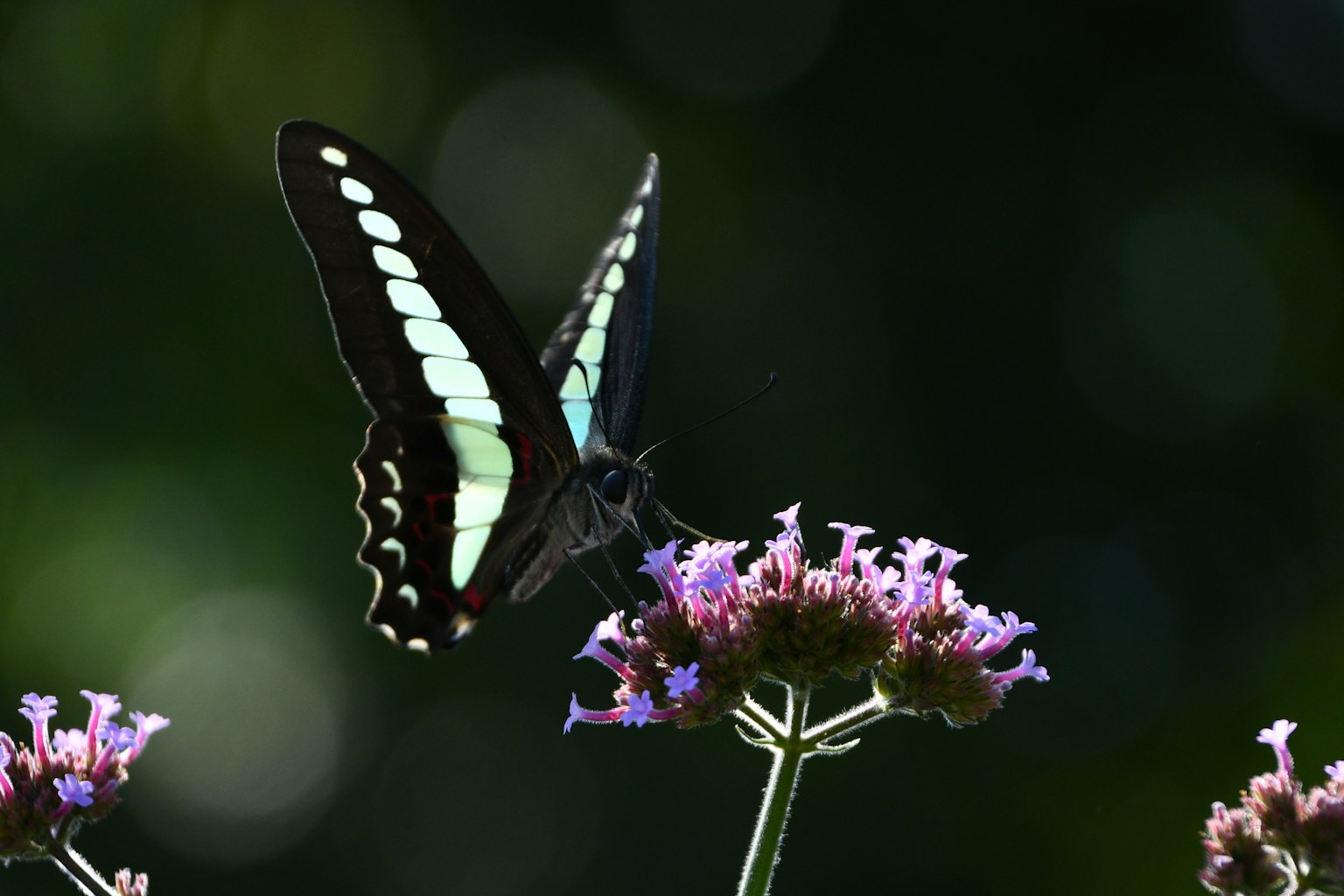 Blauer Schmetterling auf lila Blumen