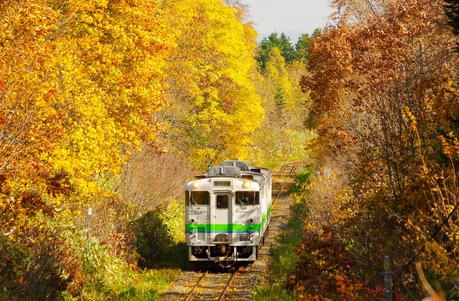 Zug, der durch lebendige Herbstlaub fährt