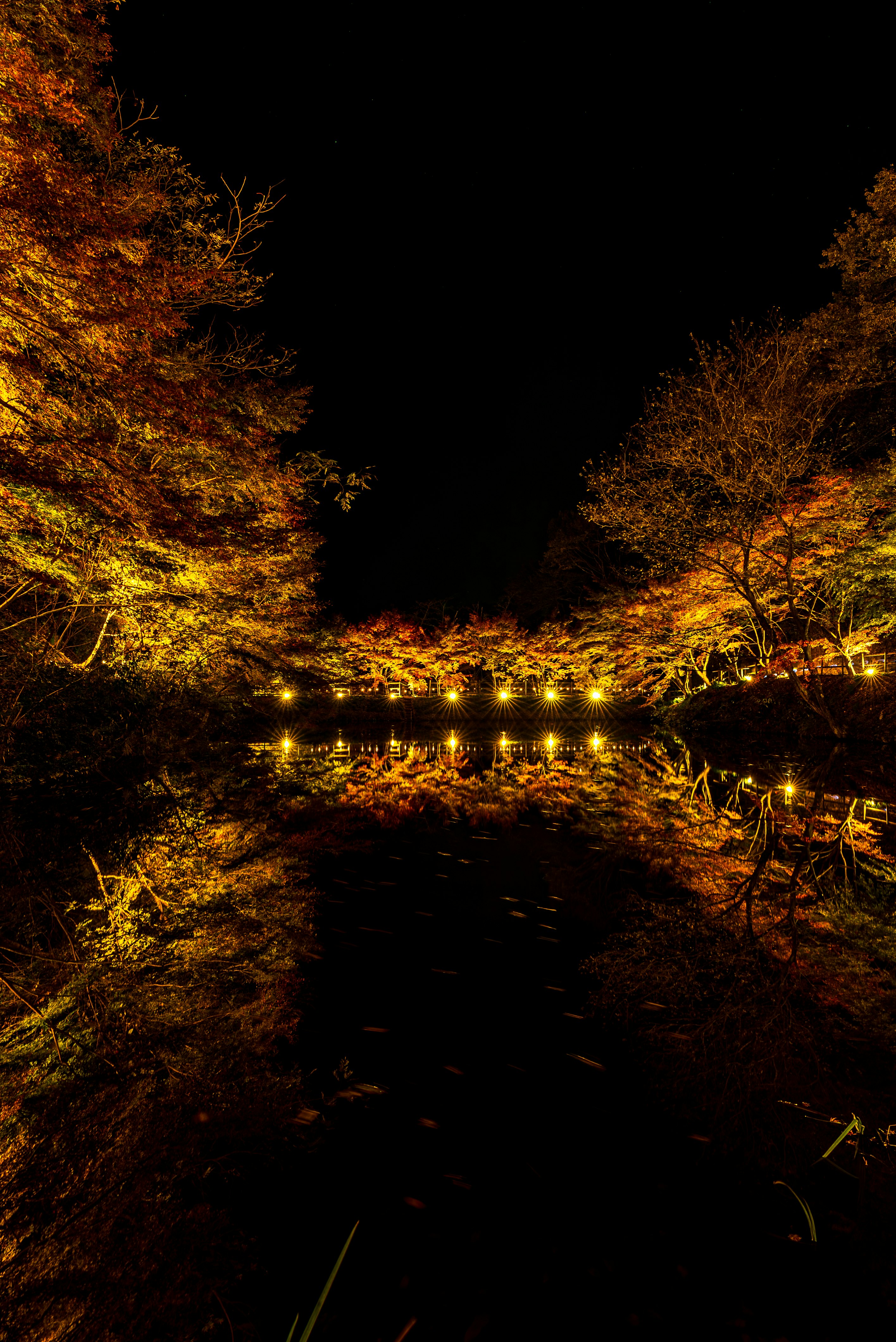 Row of trees with glowing lantern lights along a night path