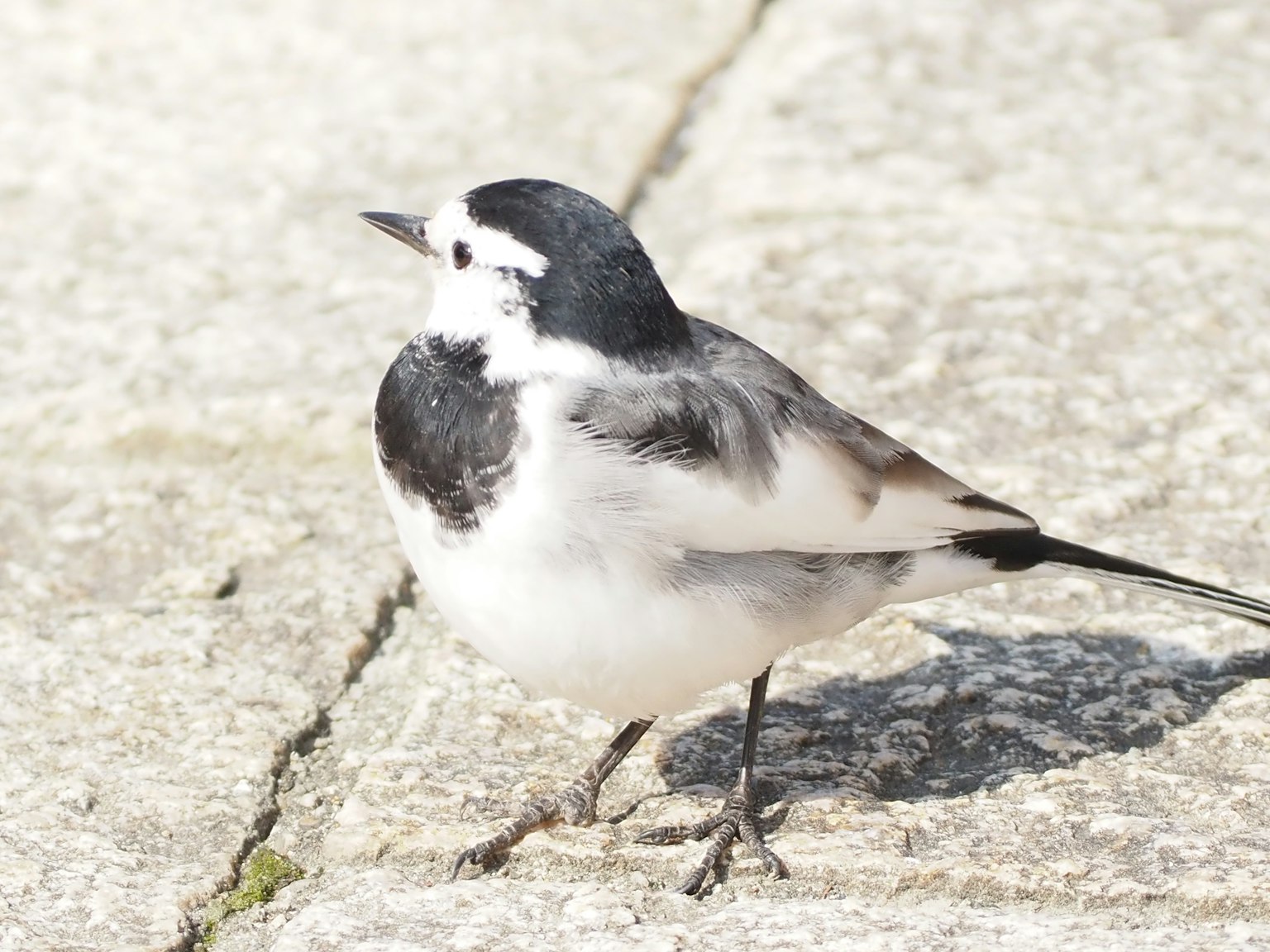 Un uccello bianco e nero in piedi sul terreno