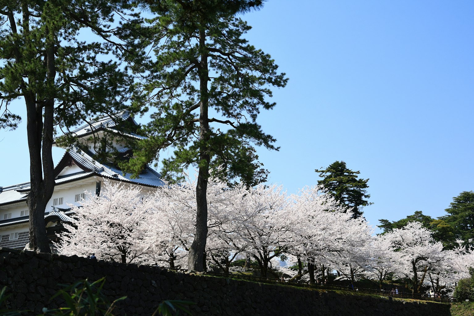 樱花树和城堡在晴朗的蓝天下的风景