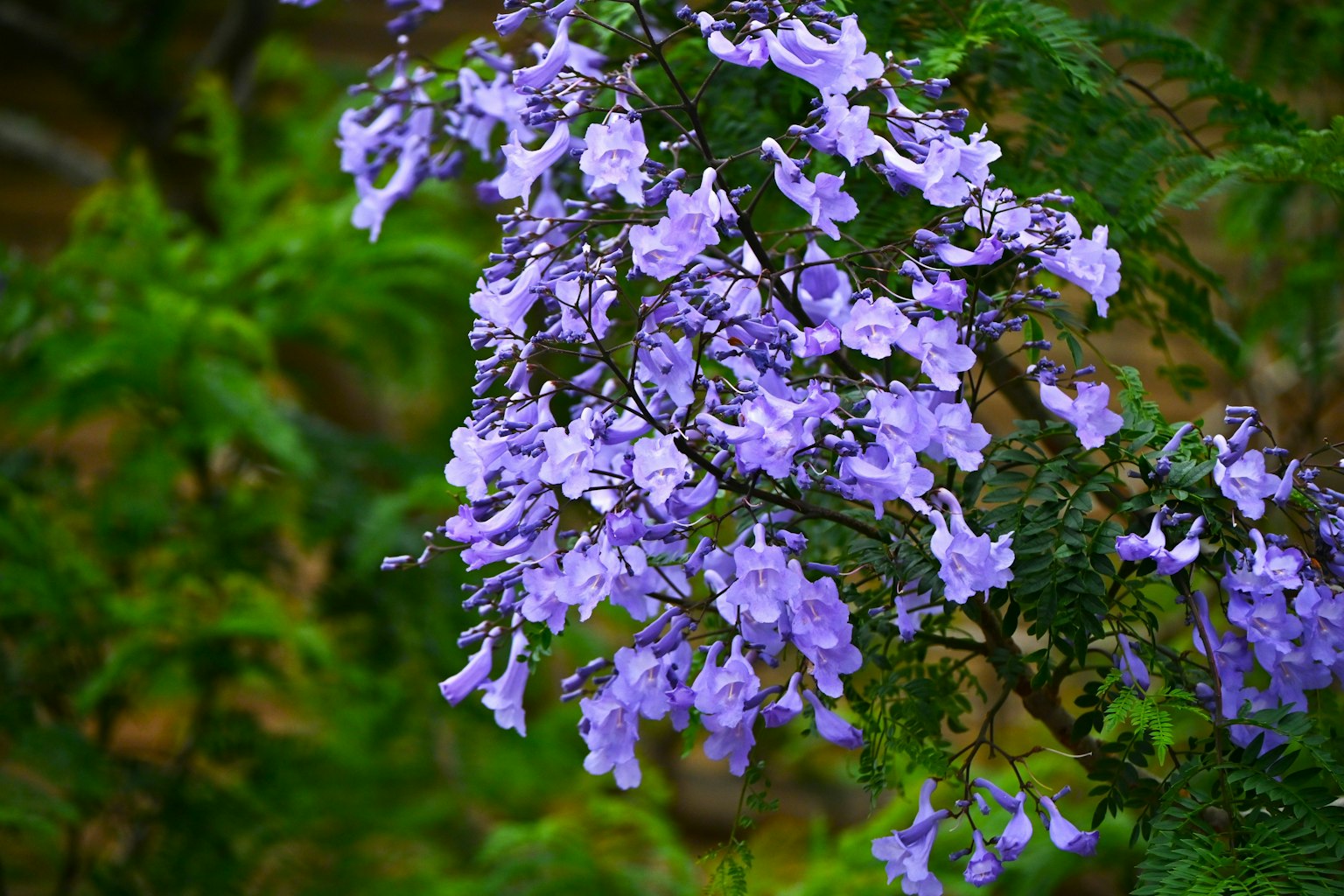 Primo piano di una pianta con fiori viola
