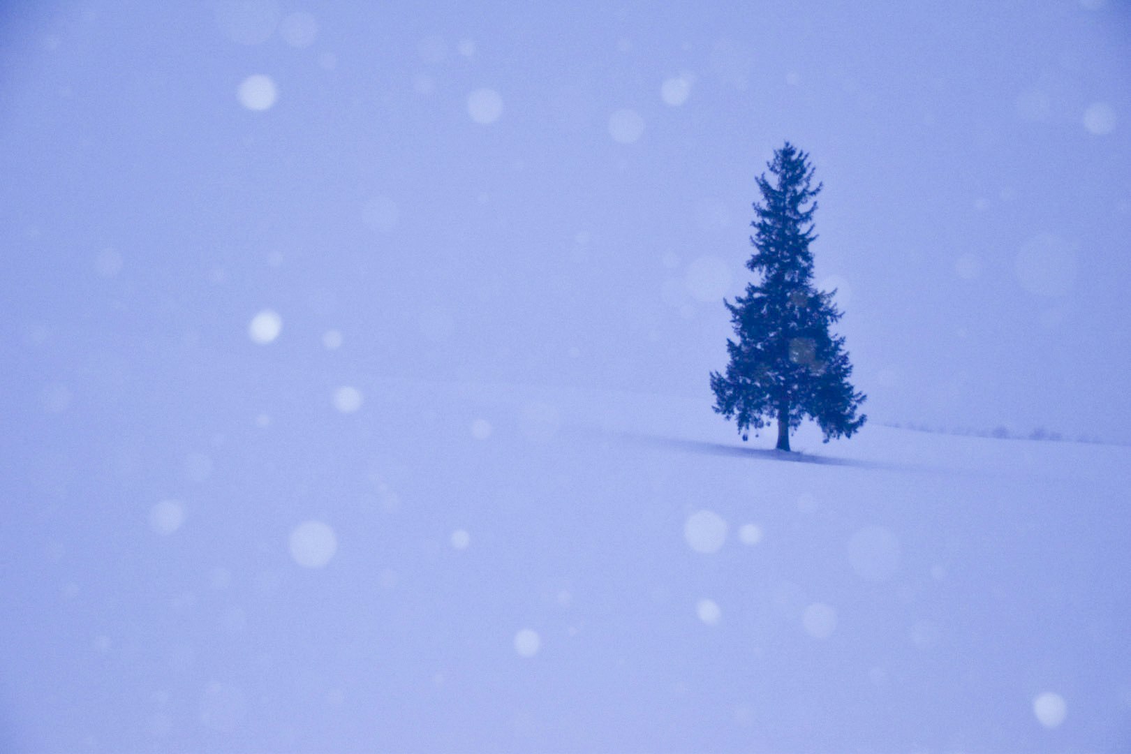 雪地上孤独树木的剪影
