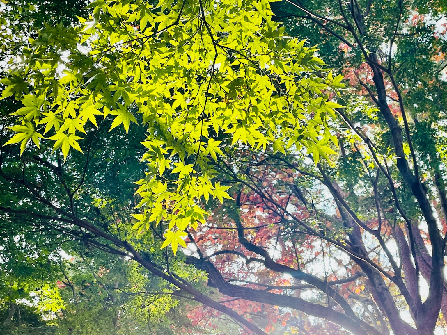 Lá xanh tươi tốt và cành cây được ánh sáng mặt trời chiếu sáng