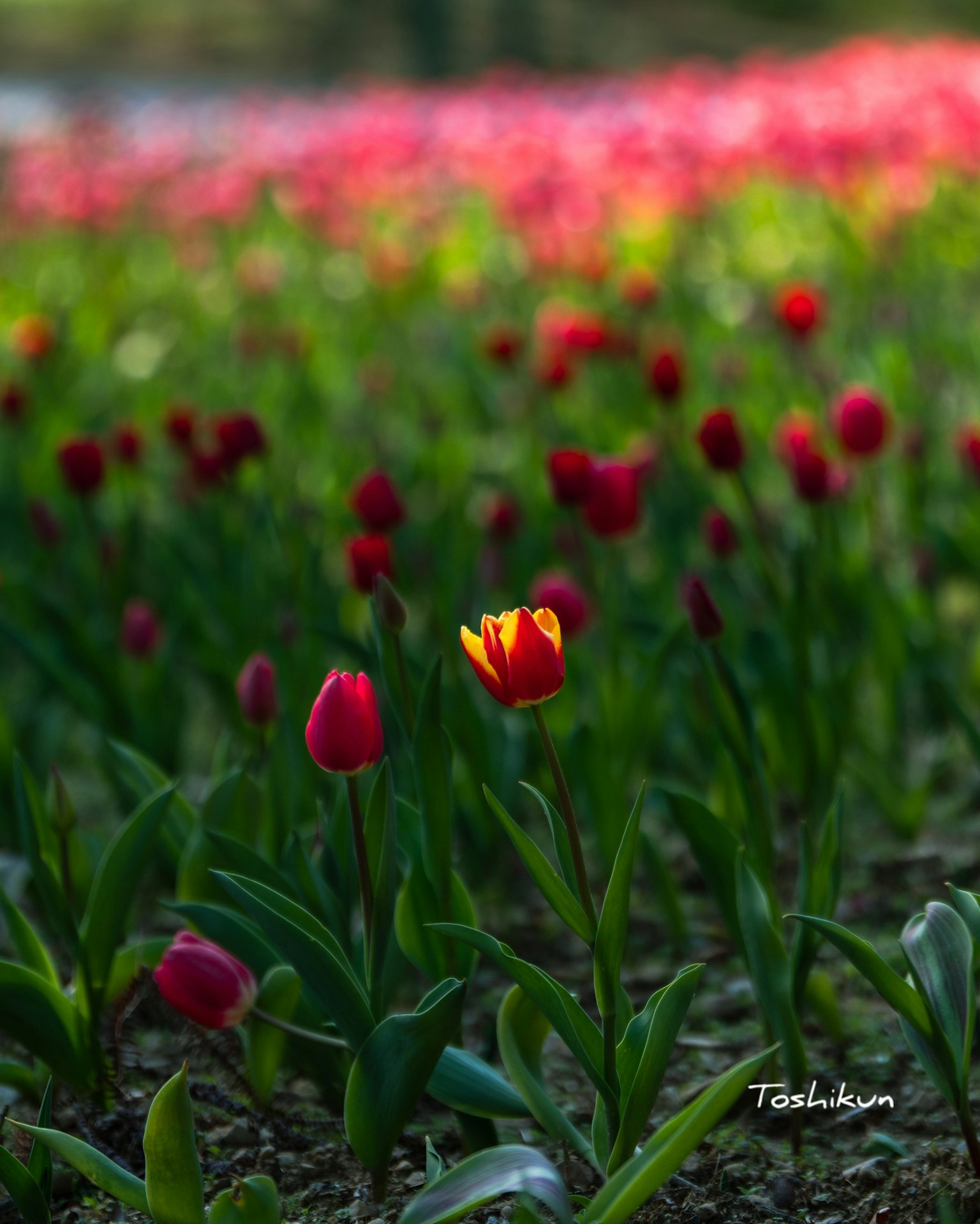 Un champ de tulipes colorées avec une tulipe jaune bien en vue au centre